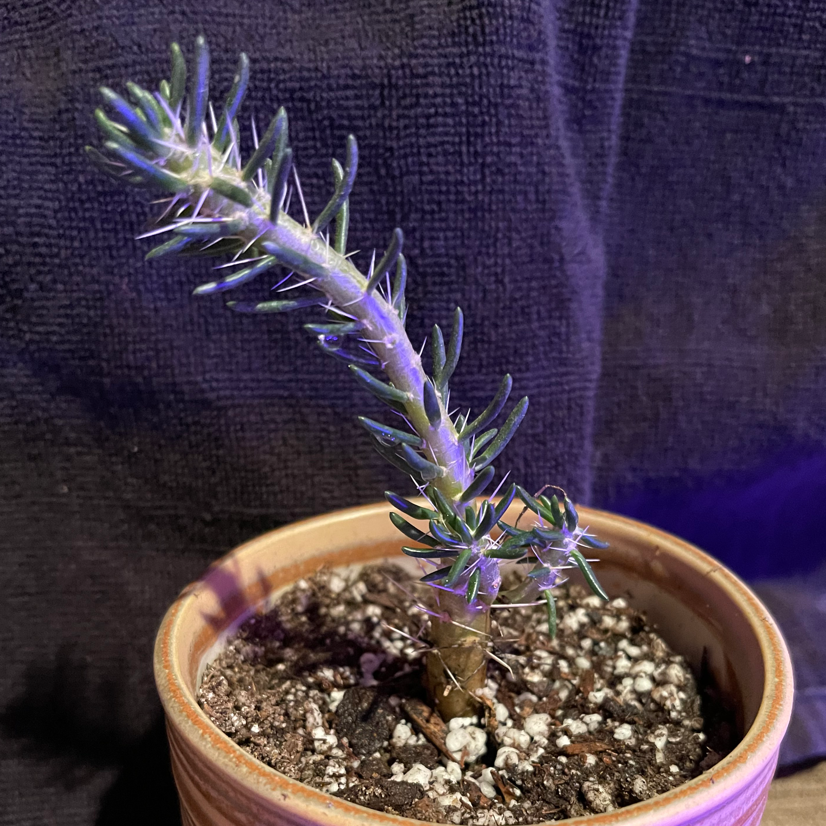 Photo of the plant species Maihuenia Poeppigii by @riverzend named manuel on Greg, the plant care app