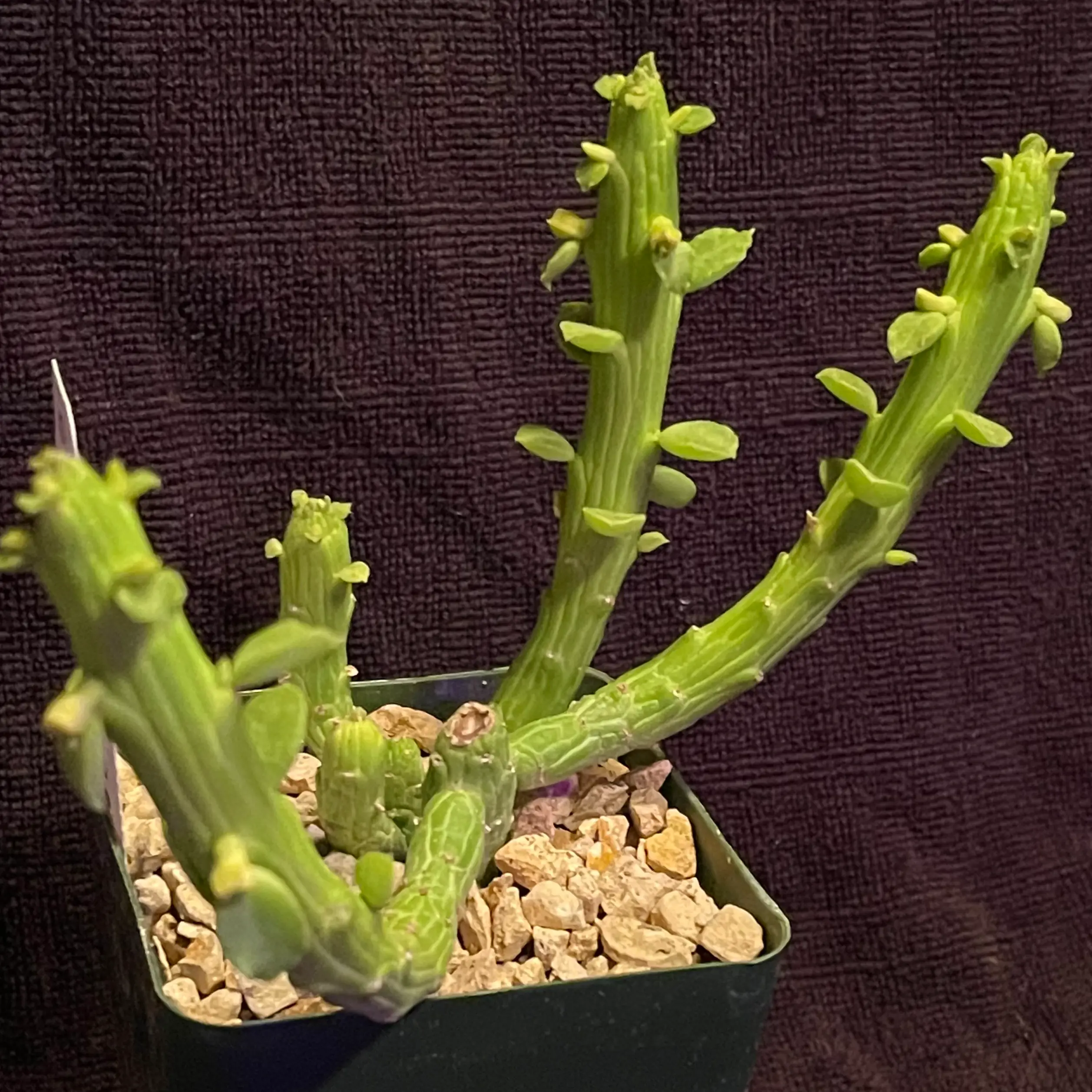 Photo of the plant species Octopus Arms by @riverzend named mona on Greg, the plant care app