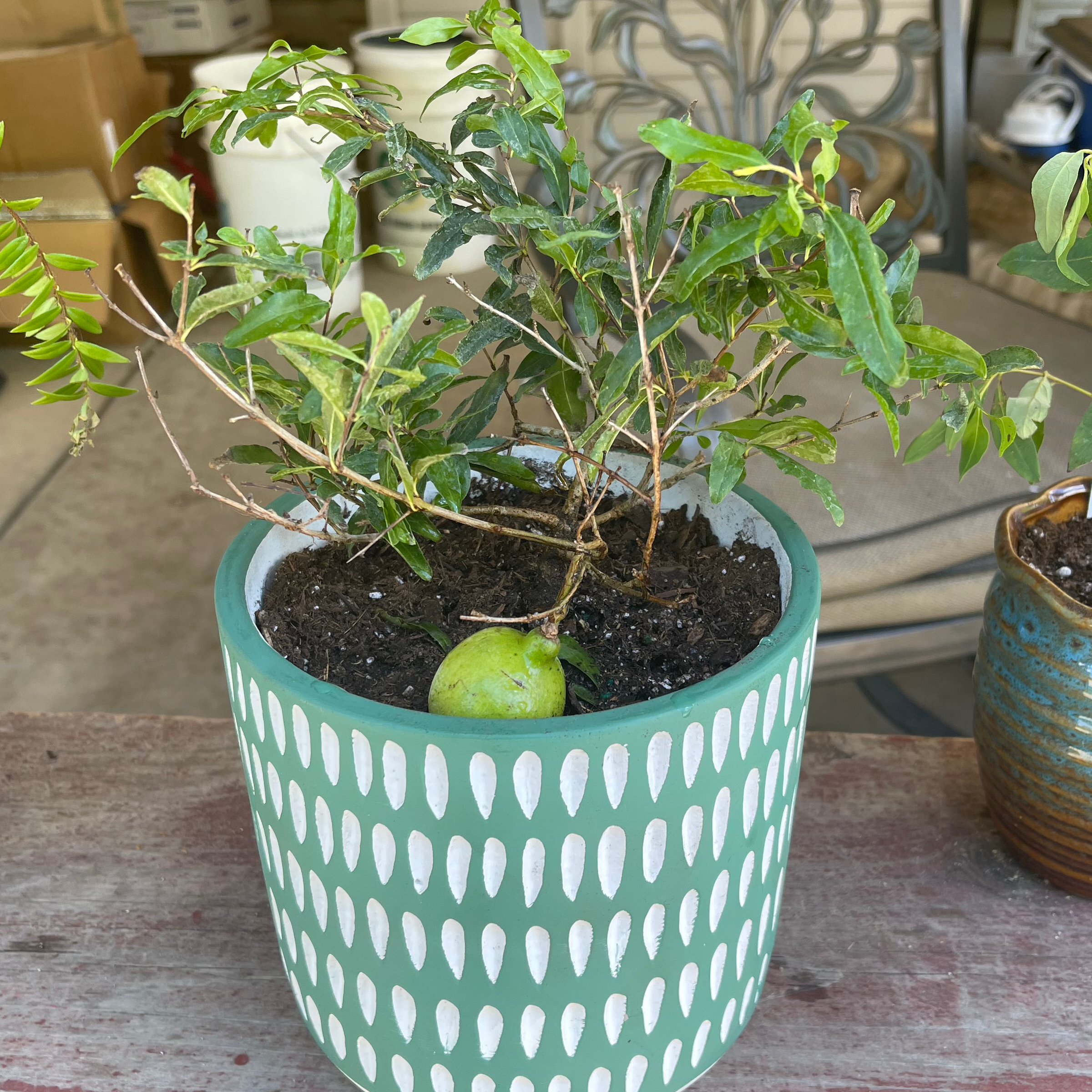 Pomegranate plant in a decorative pot with visible soil and healthy green leaves.