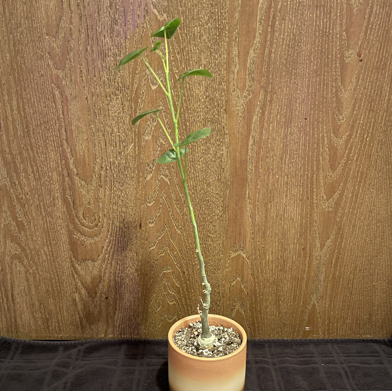 Photo of the plant species Adenia volkensii by @riverzend named volker on Greg, the plant care app