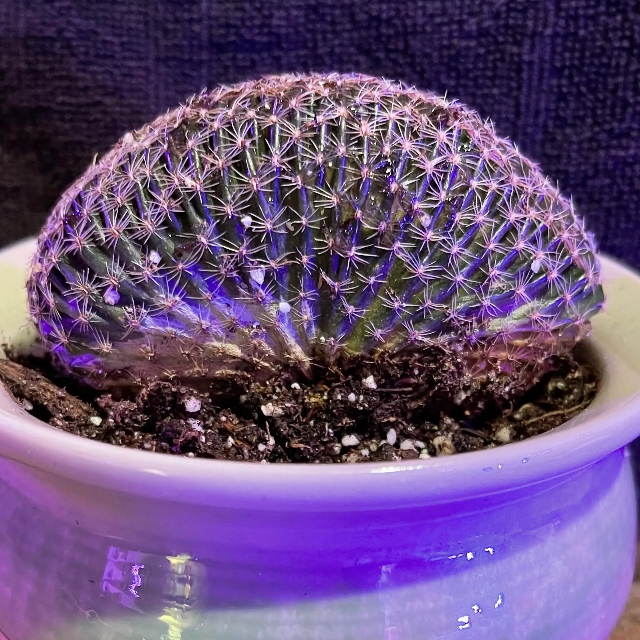 Photo of the plant species Orange Cob Cactus by @riverzend named mattias on Greg, the plant care app