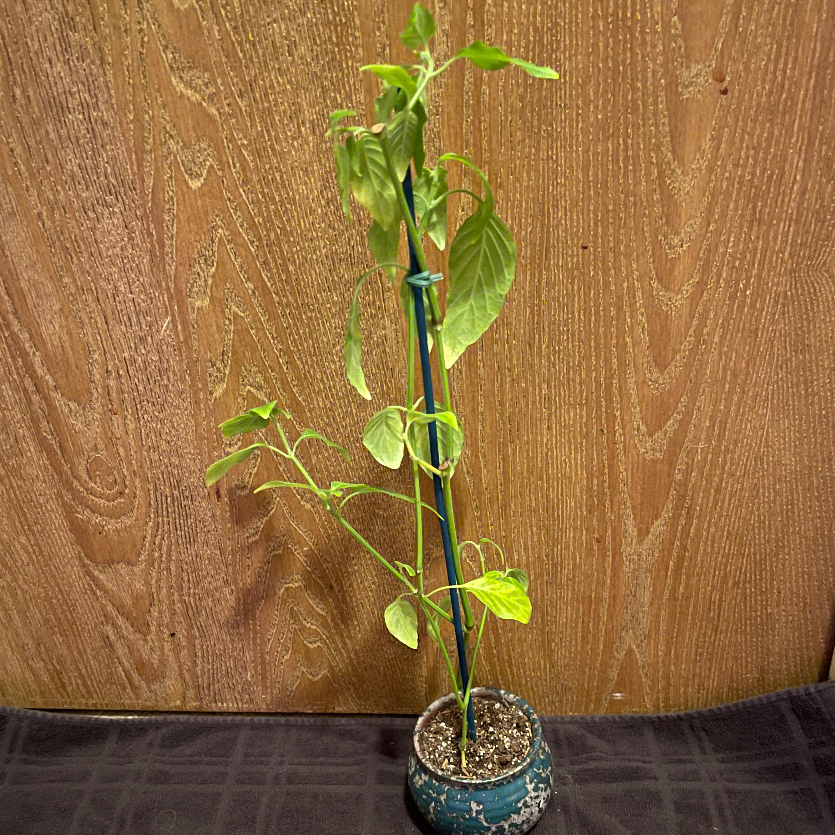 Potted Shrimp Plant with green leaves, supported by a stake. Some leaves show yellowing and browning.