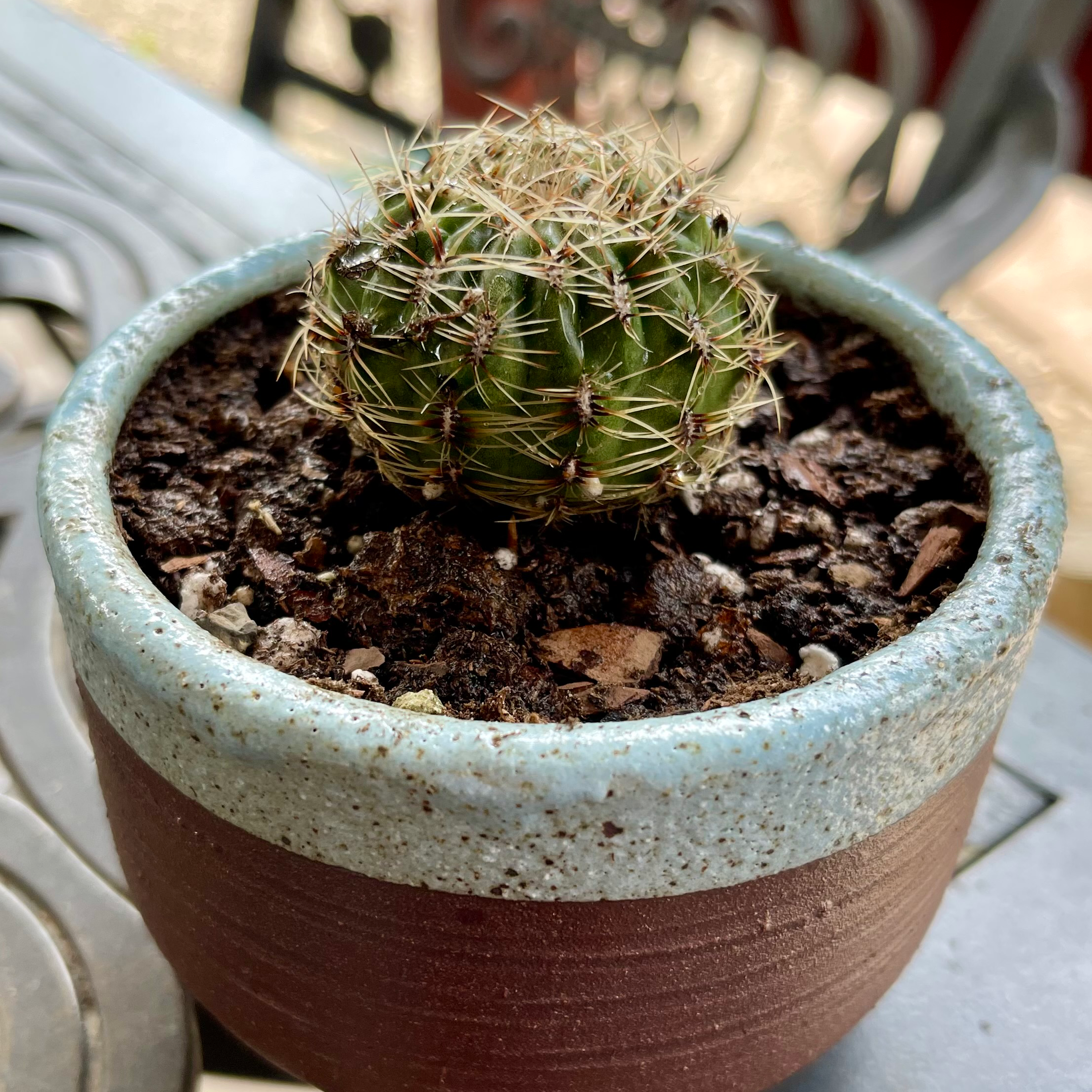 Plant care for Peruvian Cactus on Greg, the plant care app