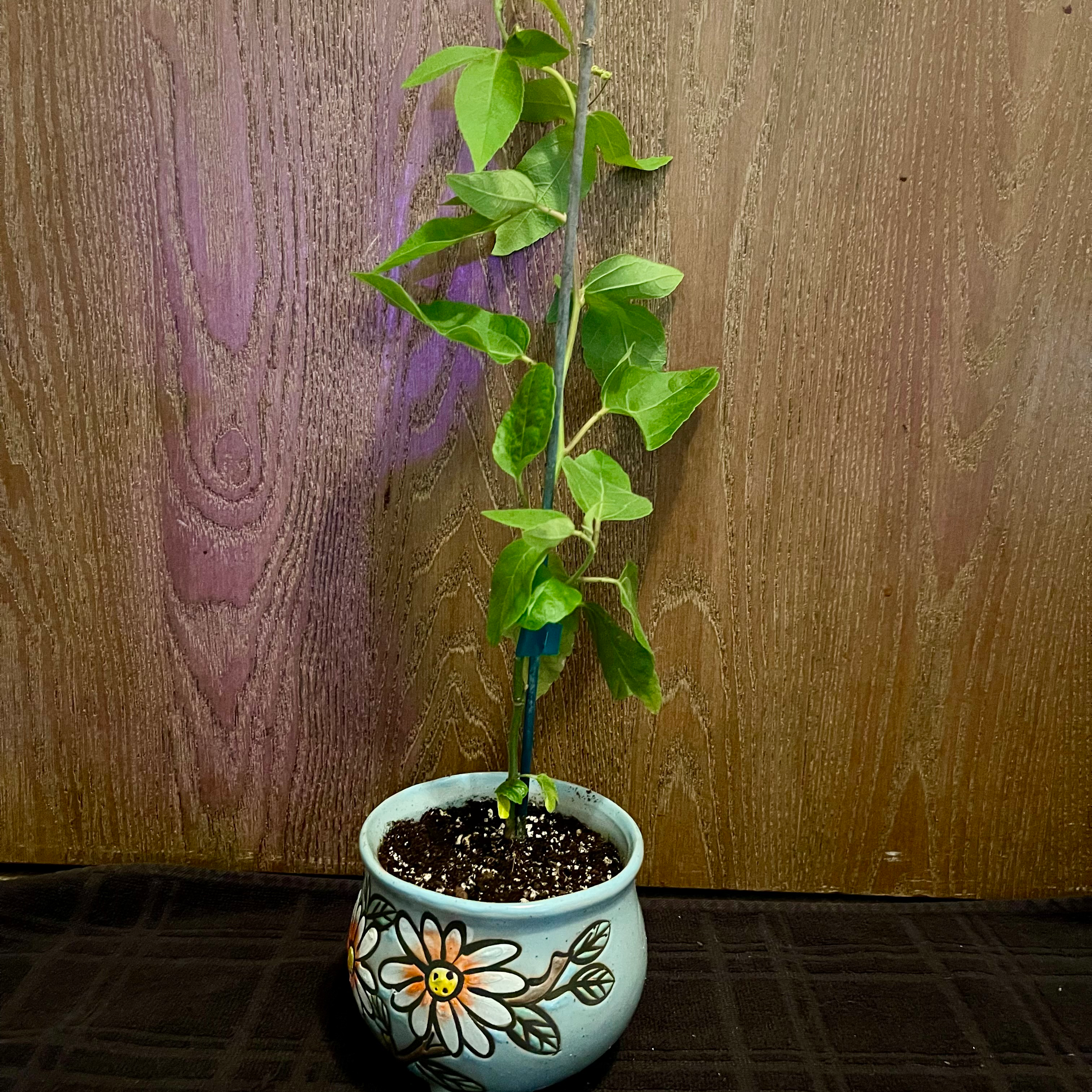 Photo of the plant species Lady Margaret Passion Flower by @riverzend named mags on Greg, the plant care app