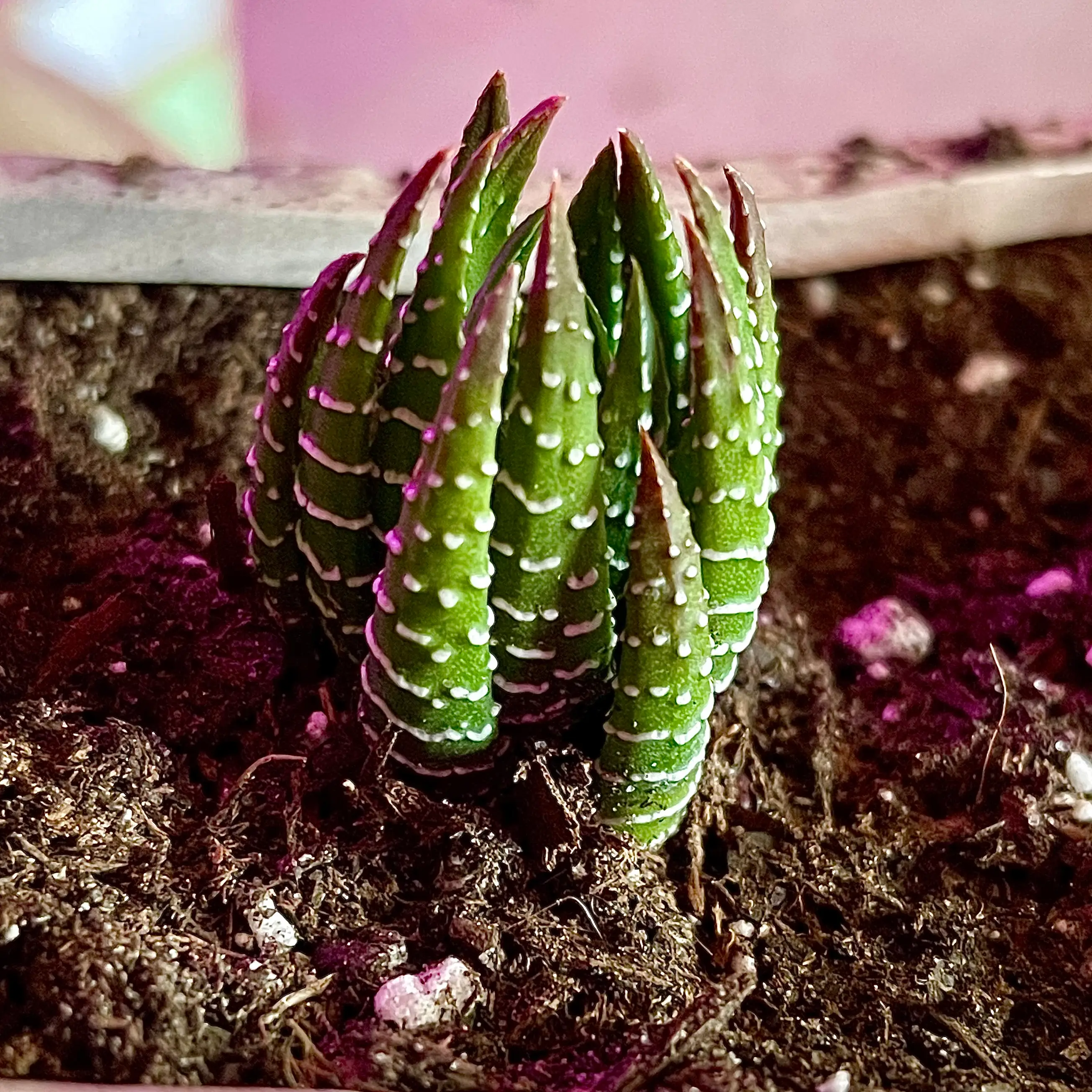 Zebra Wart plant (Haworthiopsis attenuata) with visible soil, healthy leaves, and no signs of disease.