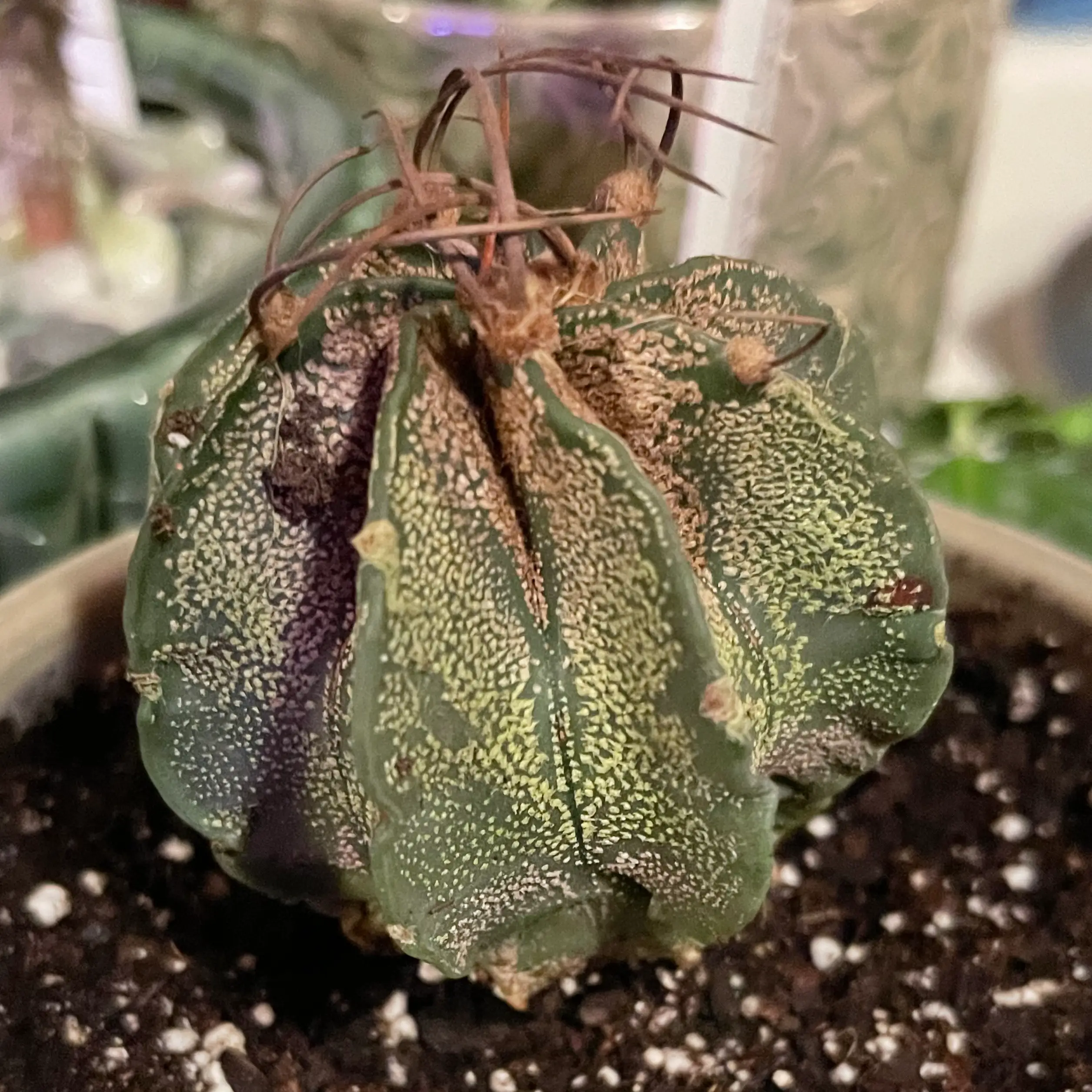 Goat's Horn Cactus with visible yellowing and browning, indicating potential health issues.