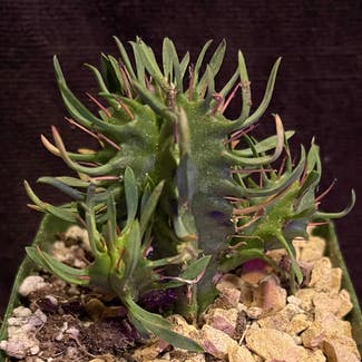 Euphorbia Aggregata plant in Aurora, Colorado