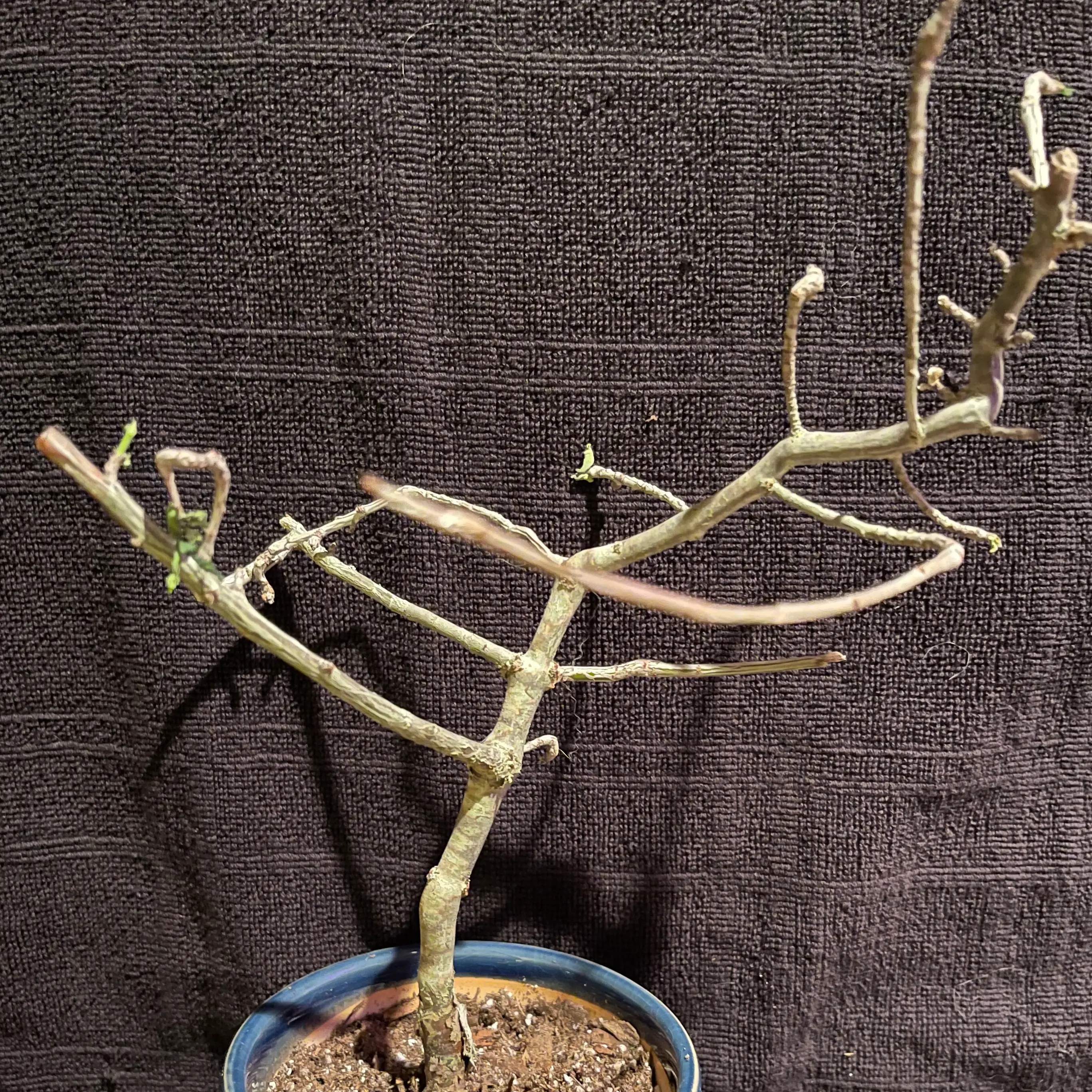 Photo of the plant species Euphorbia sp. nova Tanzania by @riverzend named nova on Greg, the plant care app