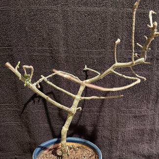 Euphorbia sp. nova Tanzania plant in Aurora, Colorado