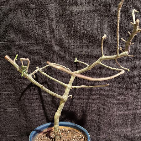 Photo of the plant species Euphorbia sp. nova Tanzania by Riverend named nova on Greg, the plant care app