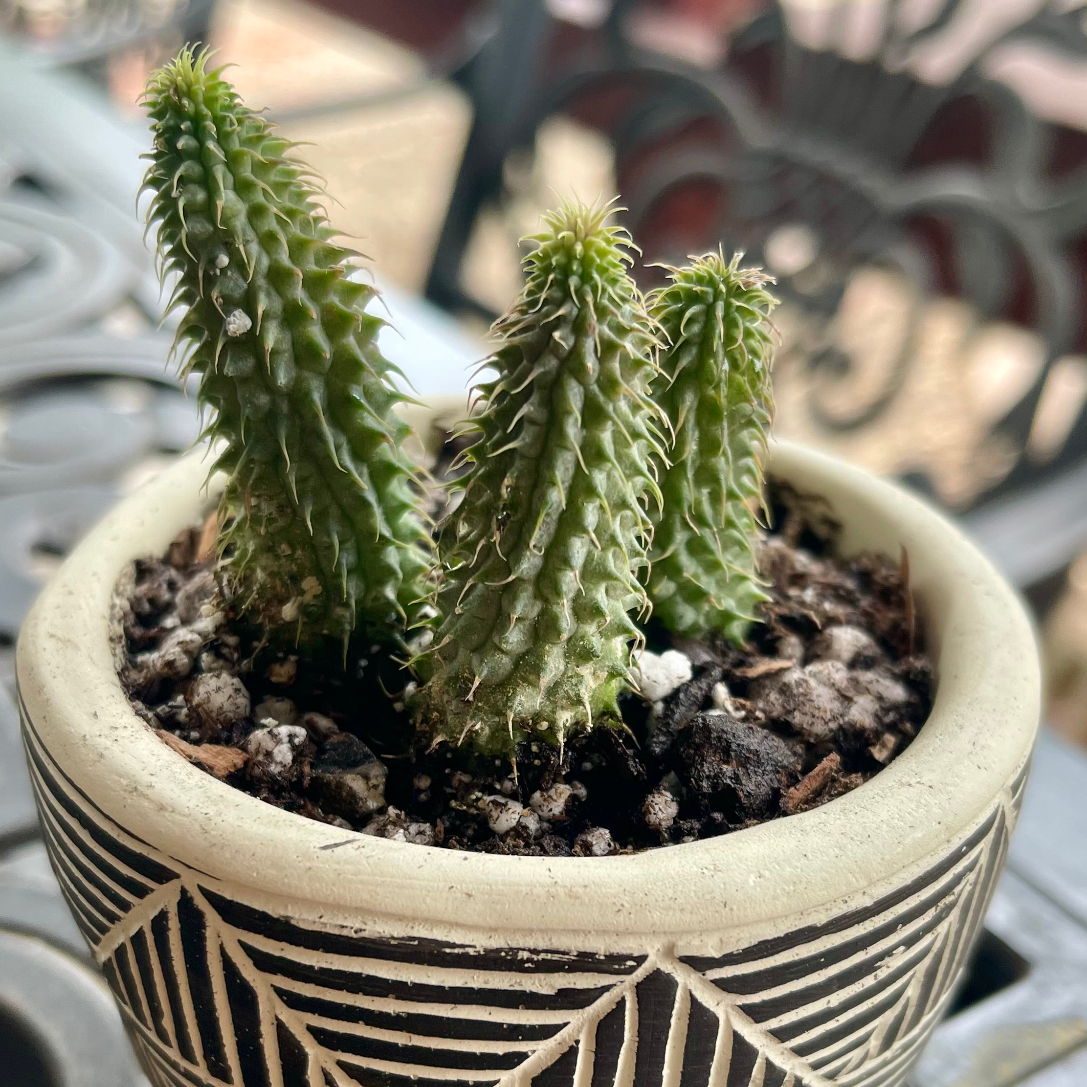 Photo of the plant species Huernia pillansii by @riverzend named perez on Greg, the plant care app