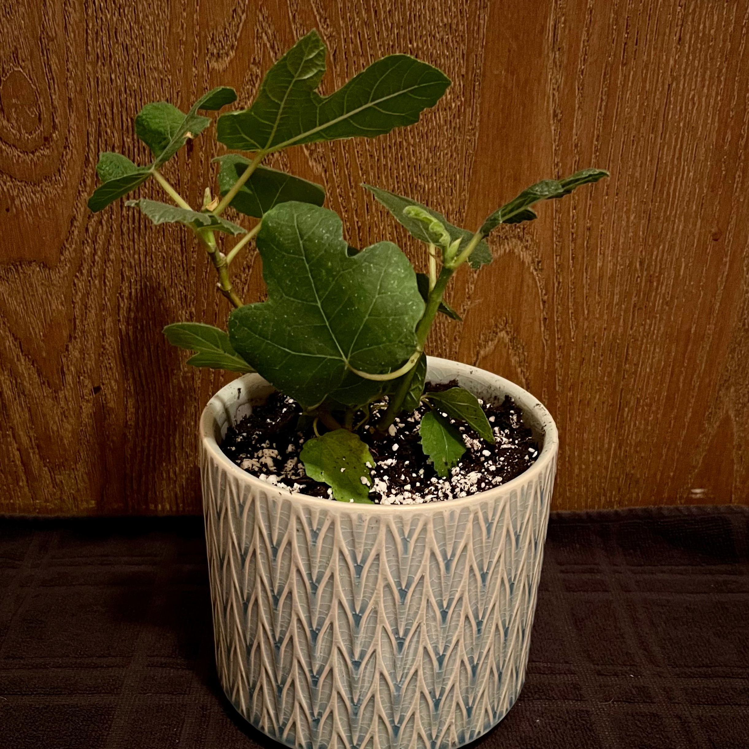 Potted Brown Turkey Fig plant with healthy green leaves and visible soil.