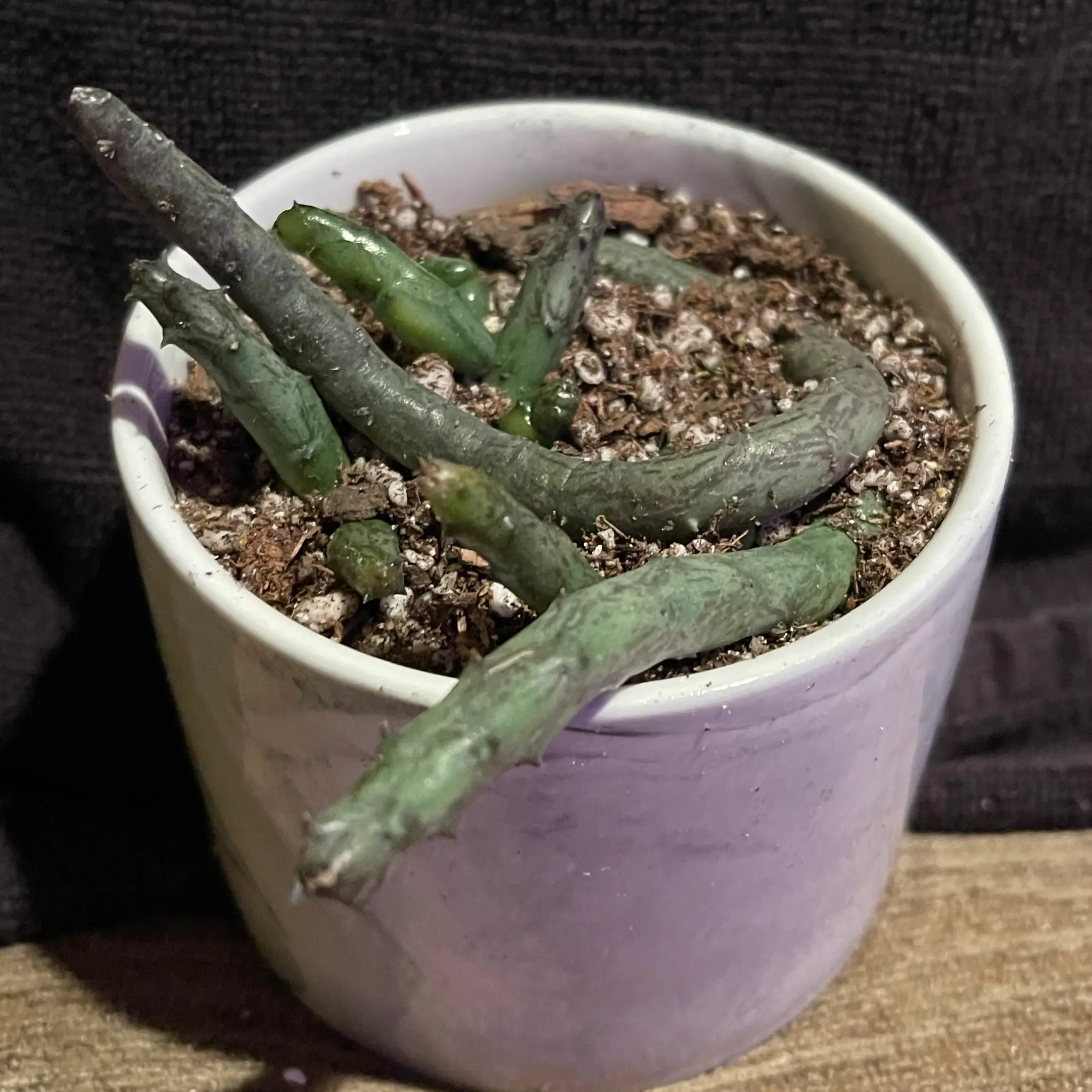 Photo of the plant species Stapelia Orbea Hardyi by @riverzend named orson on Greg, the plant care app