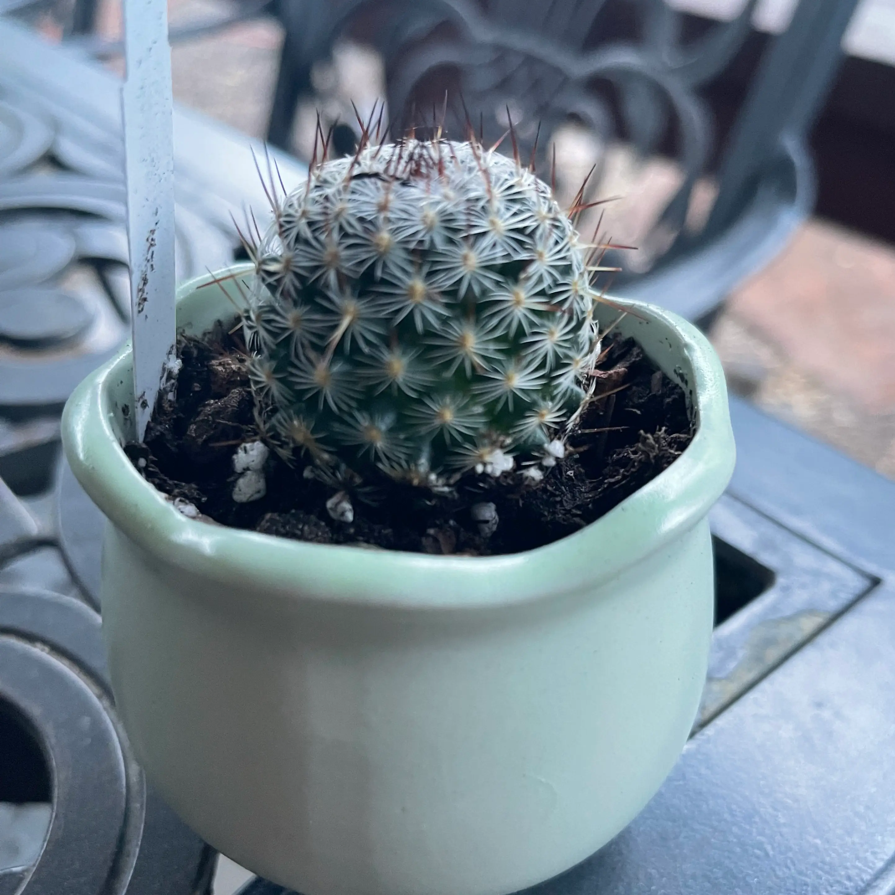 Photo of the plant species Mammillaria Halbingeri by @riverzend named hafþór on Greg, the plant care app