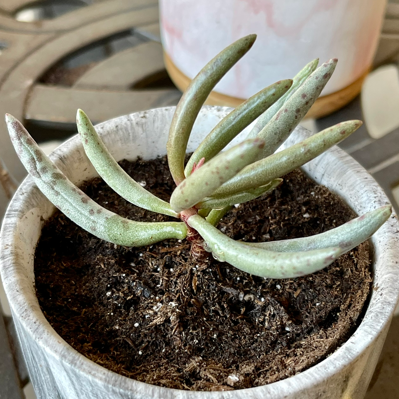 Plant care for Burro's Tail on Greg, the plant care app