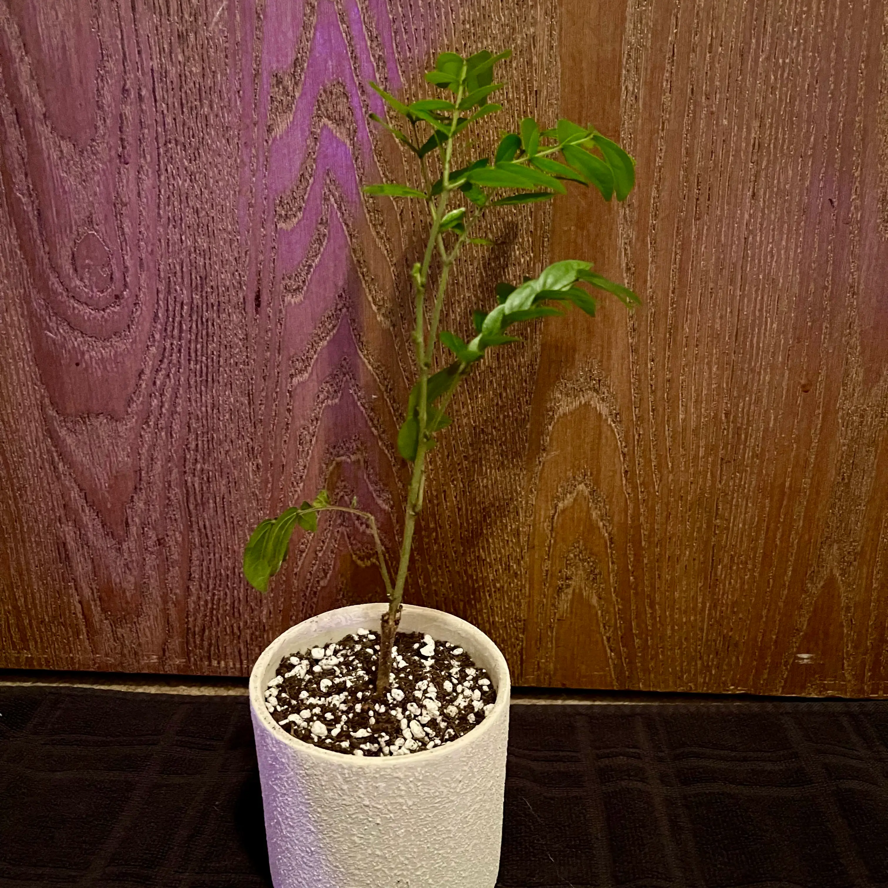 Photo of the plant species White Powder Puff by @riverzend named cassandra on Greg, the plant care app