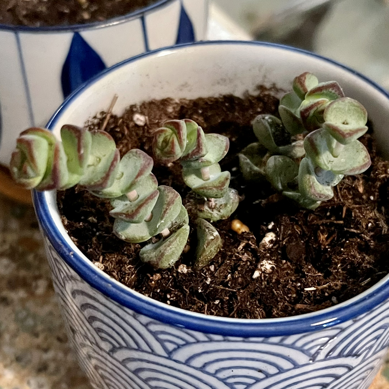 Crassula rupestris plant in a decorative pot with visible soil, well-framed and in focus.