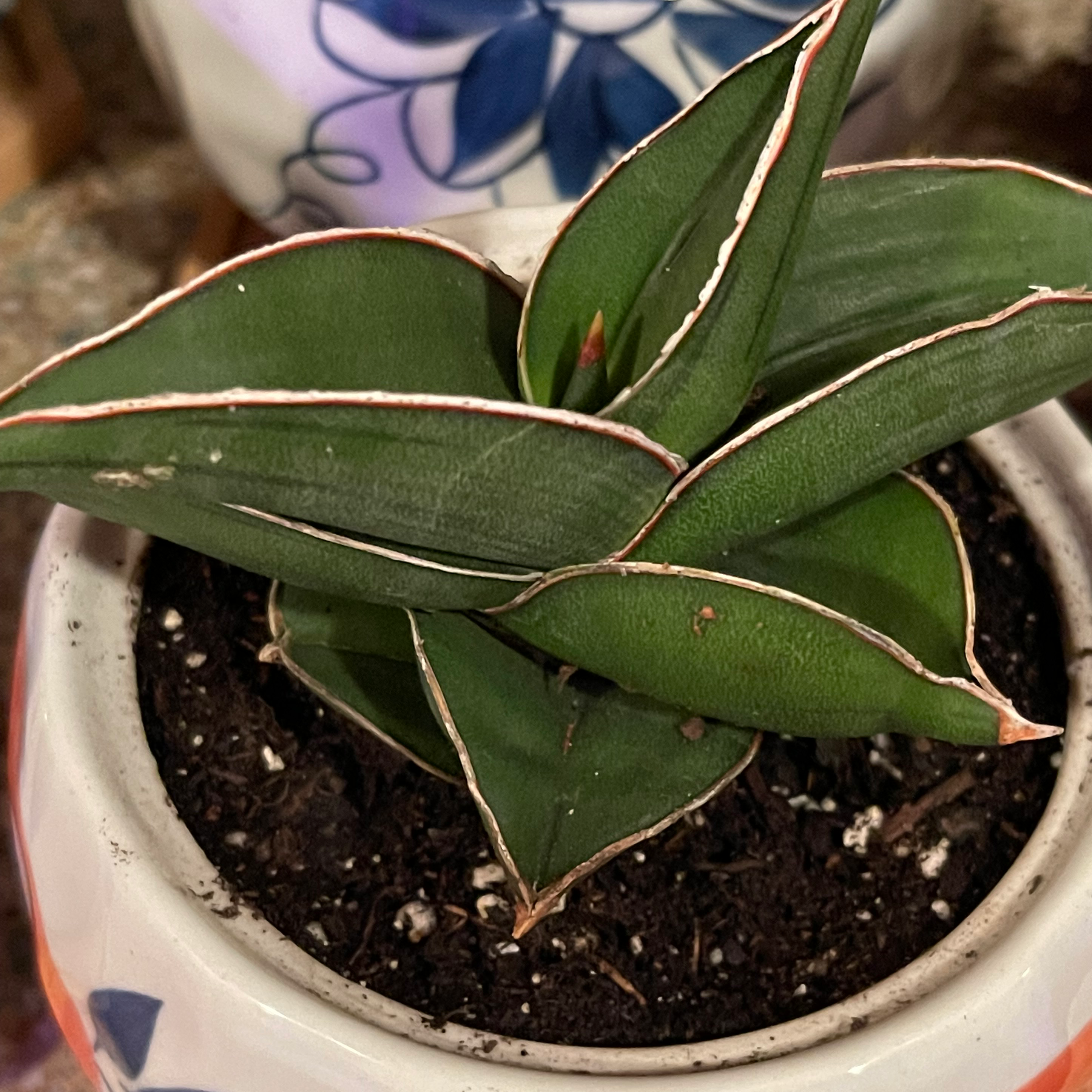 Blue Sansevieria plant in a pot with healthy green leaves.