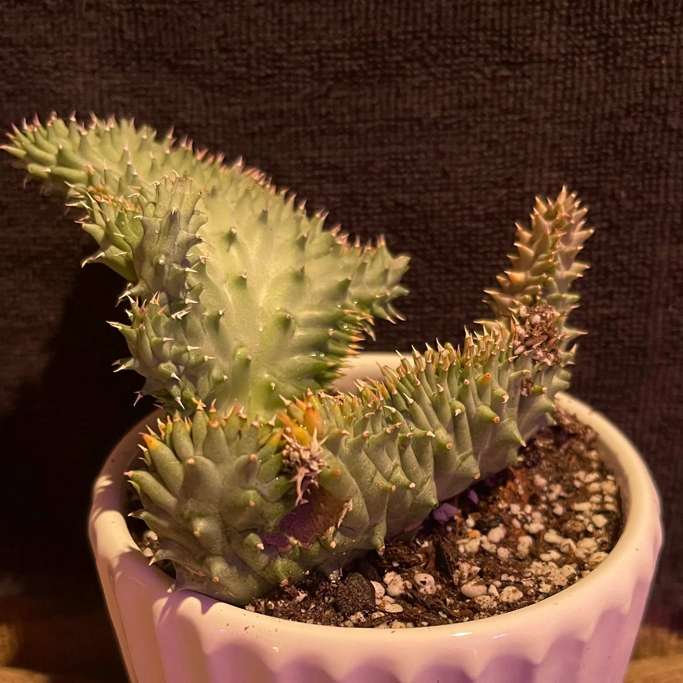Plant care for Luckhoffia beukmannii f. cristata on Greg, the plant care app