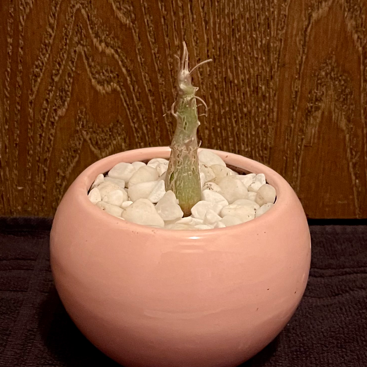 Photo of the plant species Sesamothamnus rivae by @riverzend named samson on Greg, the plant care app