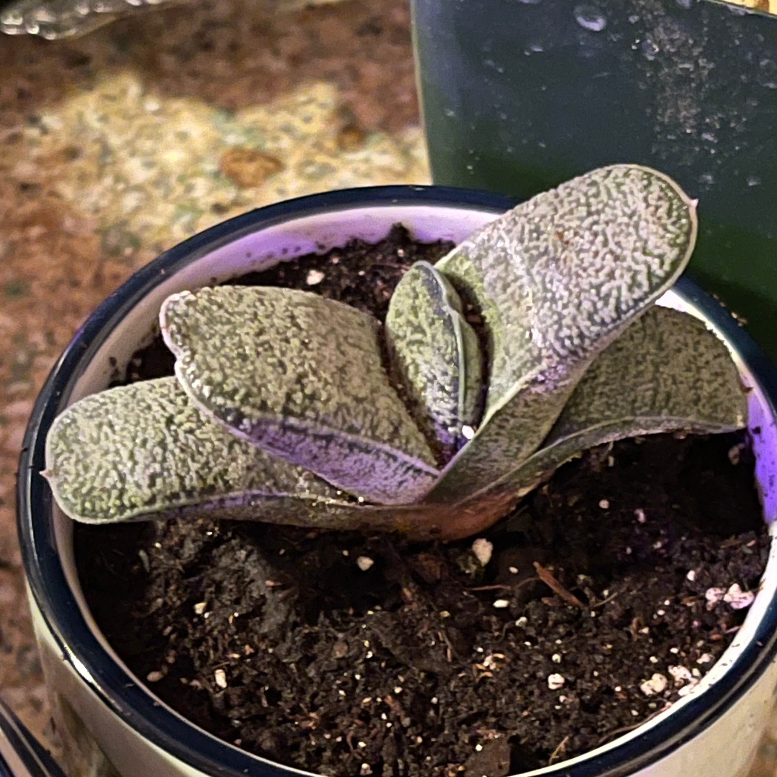 Photo of the plant species Suurberg Gasteria by @riverzend named zola on Greg, the plant care app