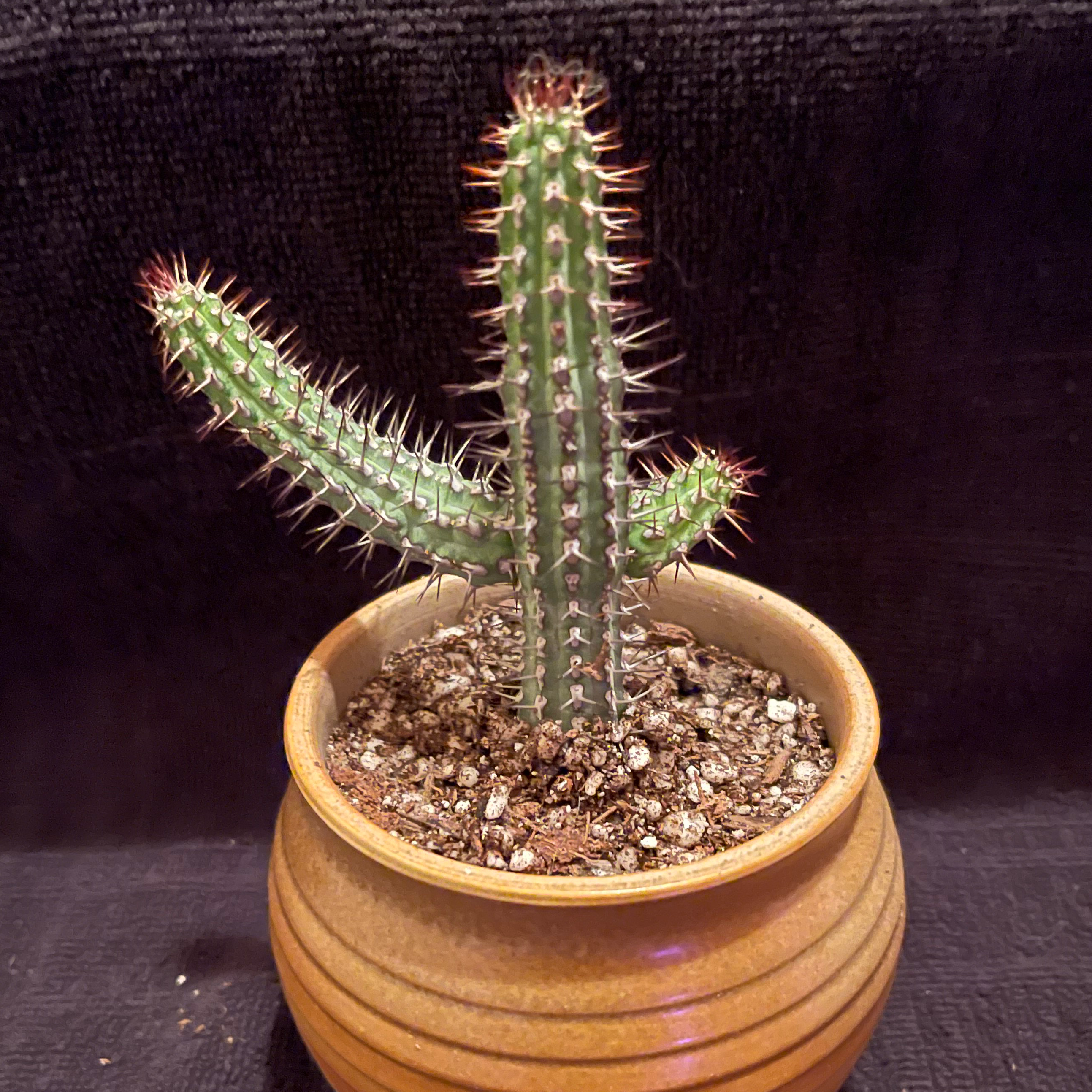 Plant care for Majesty Palm on Greg, the plant care app