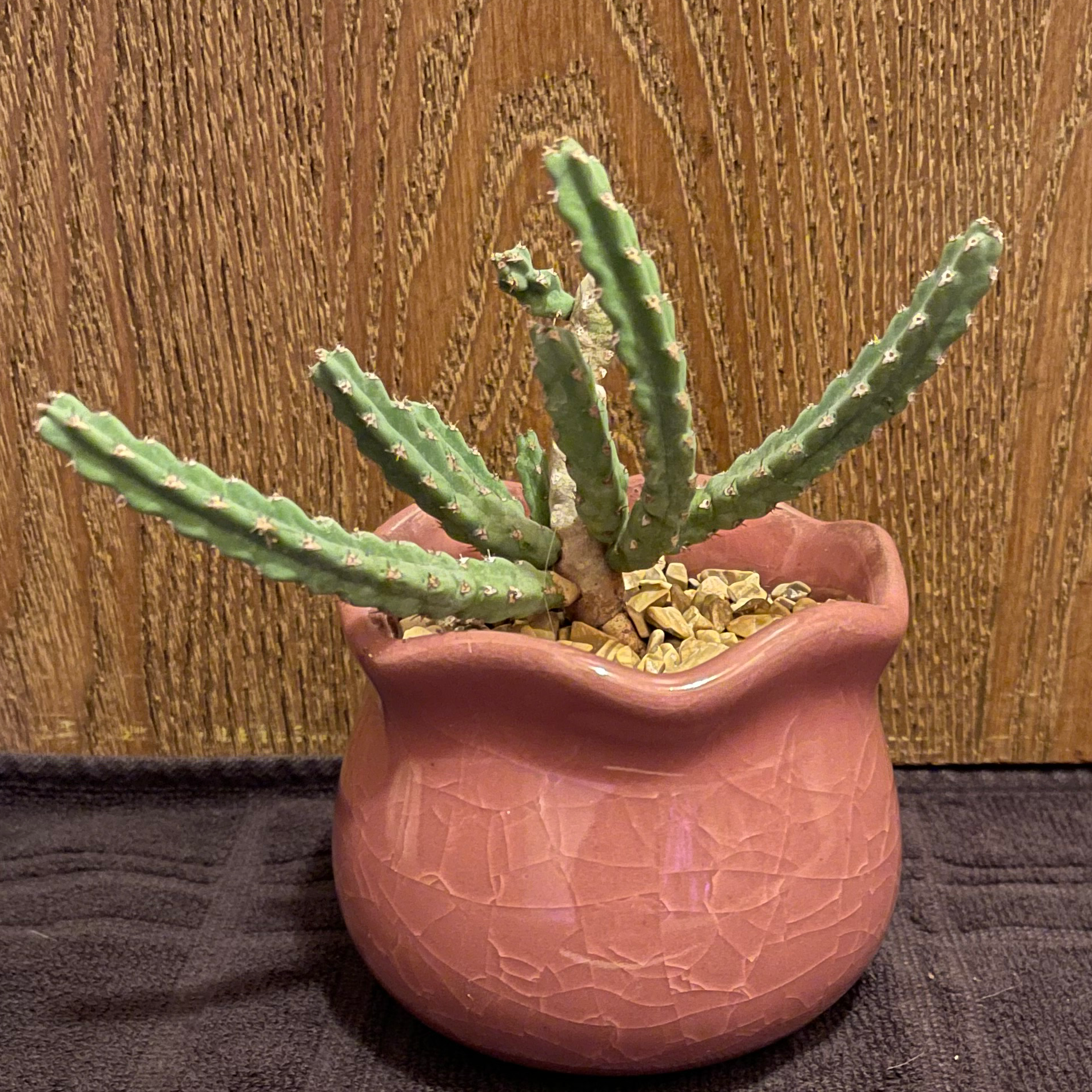 Photo of the plant species Euphorbia debilispina by @riverzend named spinster on Greg, the plant care app