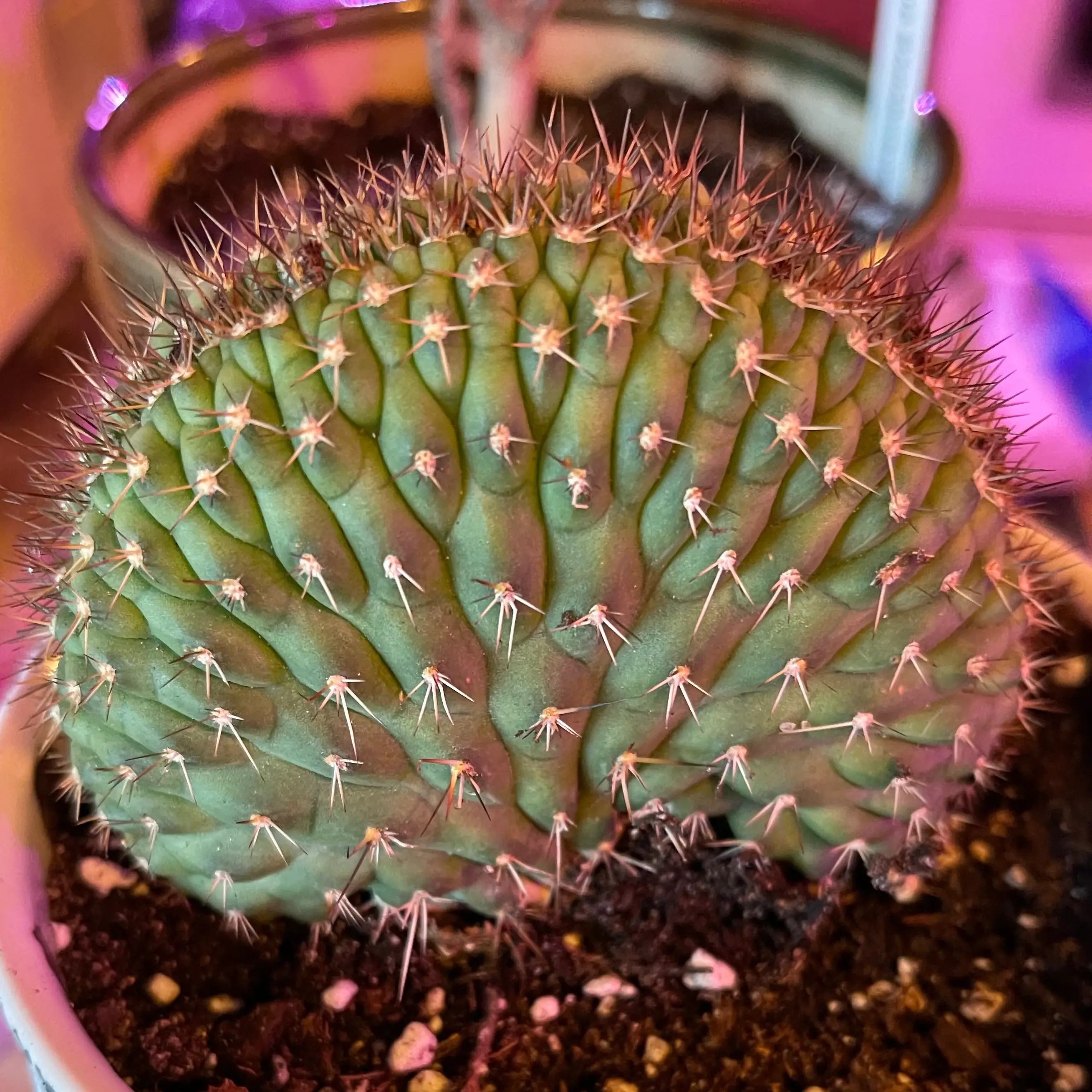 Photo of the plant species Trichocereus thelegonus cristata by @riverzend named gonzo on Greg, the plant care app