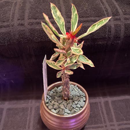 Photo of the plant species Crown of Thorns 'Variegated Red' by Riverzend named rauður on Greg, the plant care app