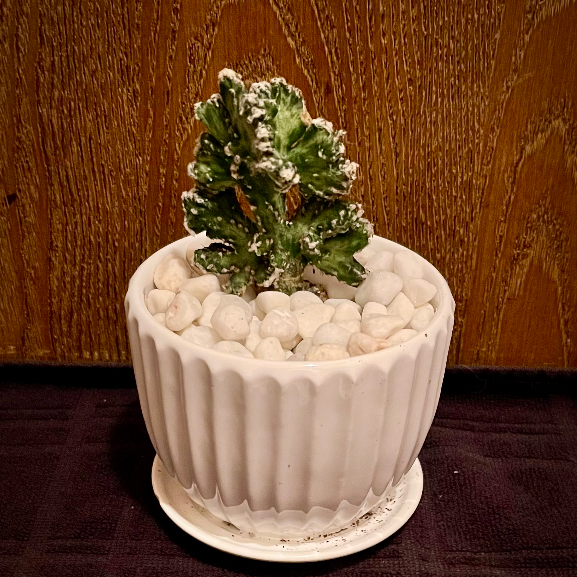 Plant care for Amazon Pipe Cactus on Greg, the plant care app