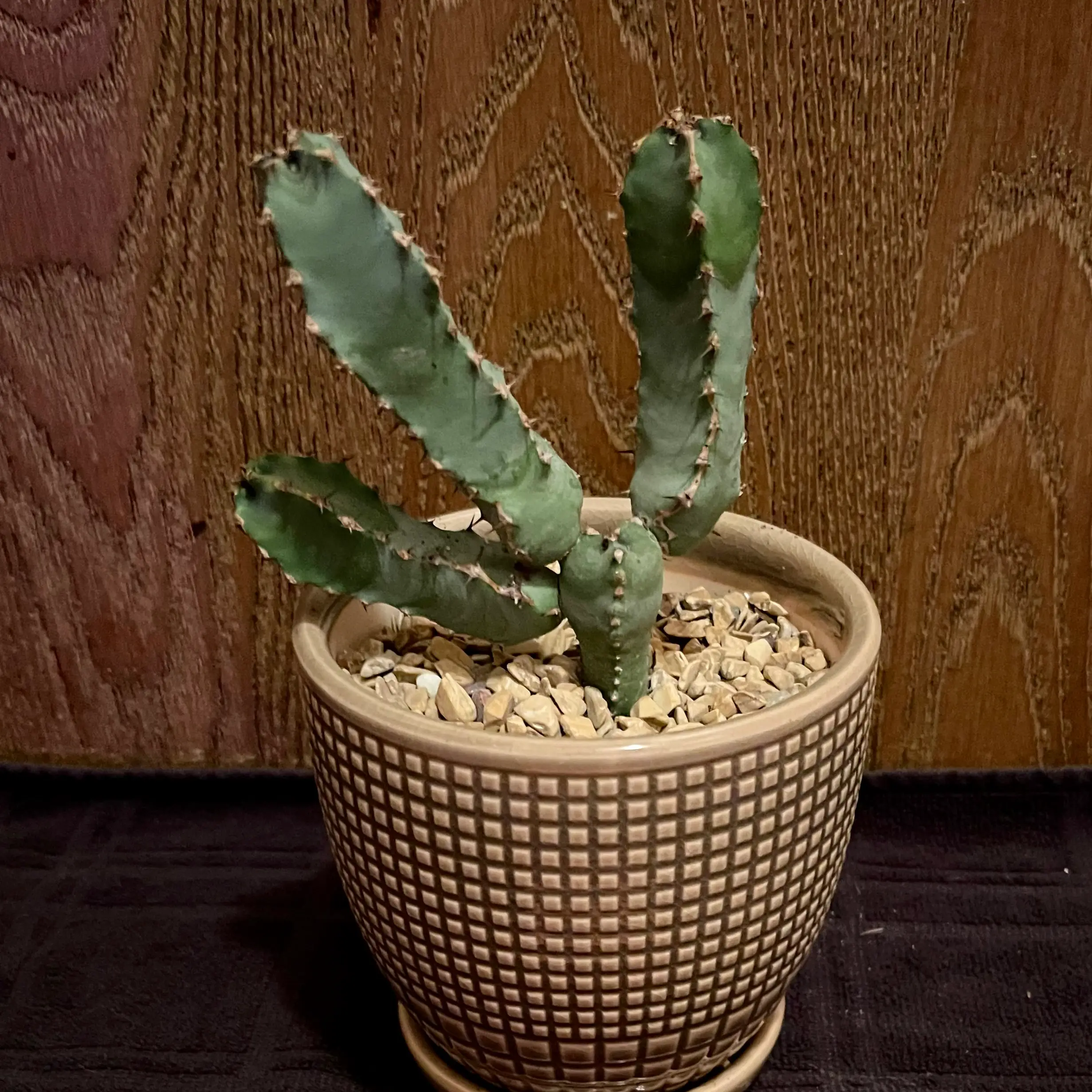 Photo of the plant species Blue Euphorbia by @riverzend named rulan on Greg, the plant care app