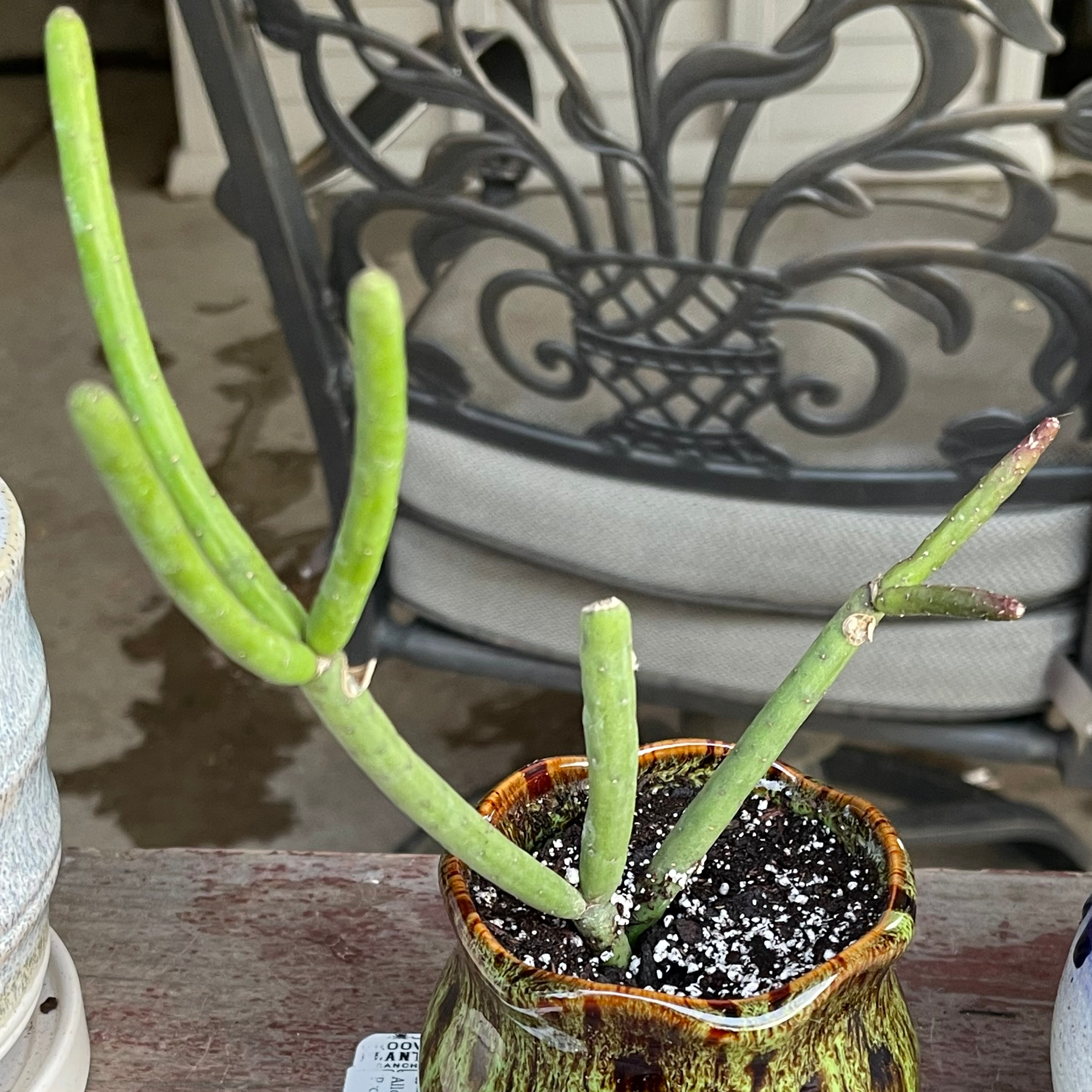 Photo of the plant species Rhipsalis Floccosa by @riverzend named flo on Greg, the plant care app
