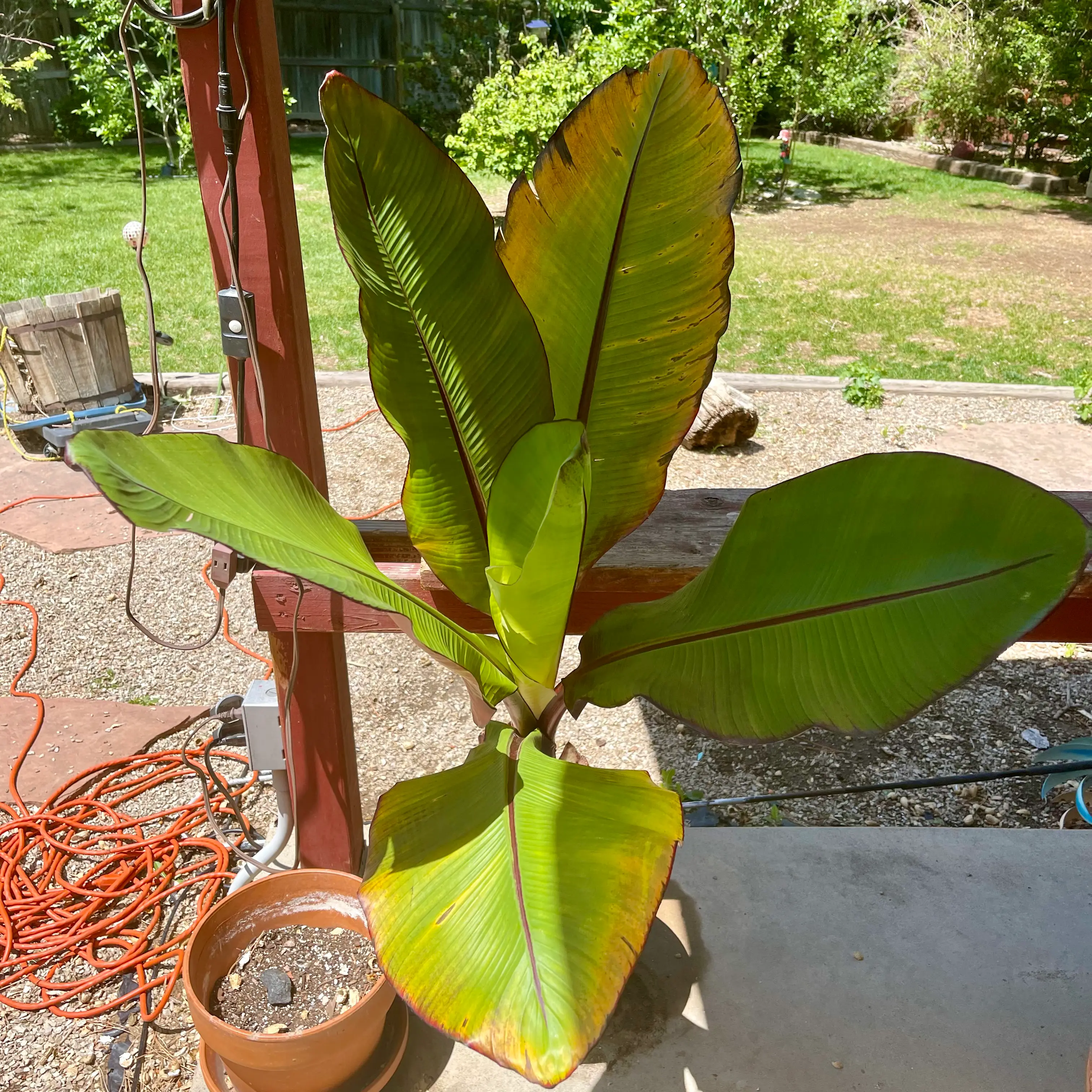Abyssinian Banana plant with large leaves showing yellowing and browning edges.