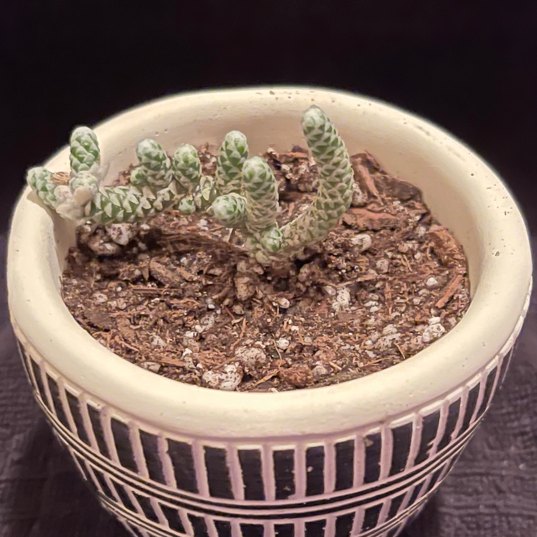 Plant care for Anacampseros telephiastrum on Greg, the plant care app