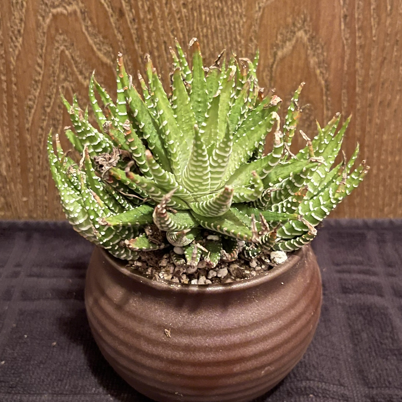 Photo of the plant species Variegated Zebra Plant by @riverzend named savannah on Greg, the plant care app