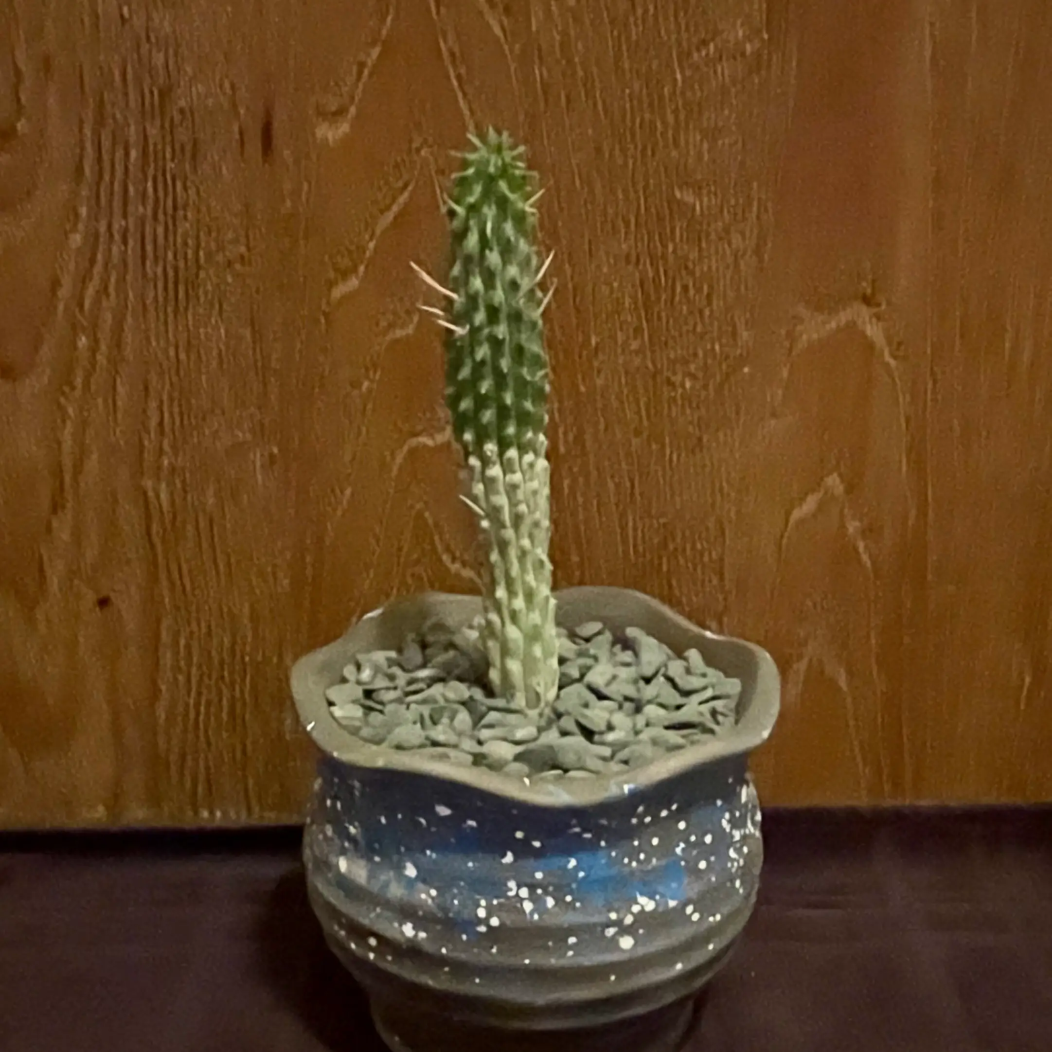 Photo of the plant species Euphorbia Fimbriata by @riverzend named iman on Greg, the plant care app