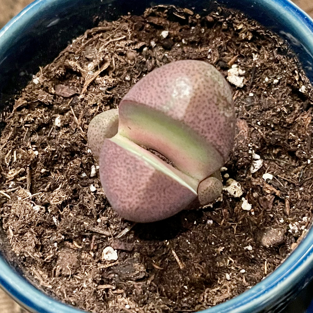 Photo of the plant species Royal Flush Split Rock by @riverzend named larry on Greg, the plant care app