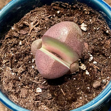 Photo of the plant species Royal Flush Split Rock by Riverend named larry on Greg, the plant care app