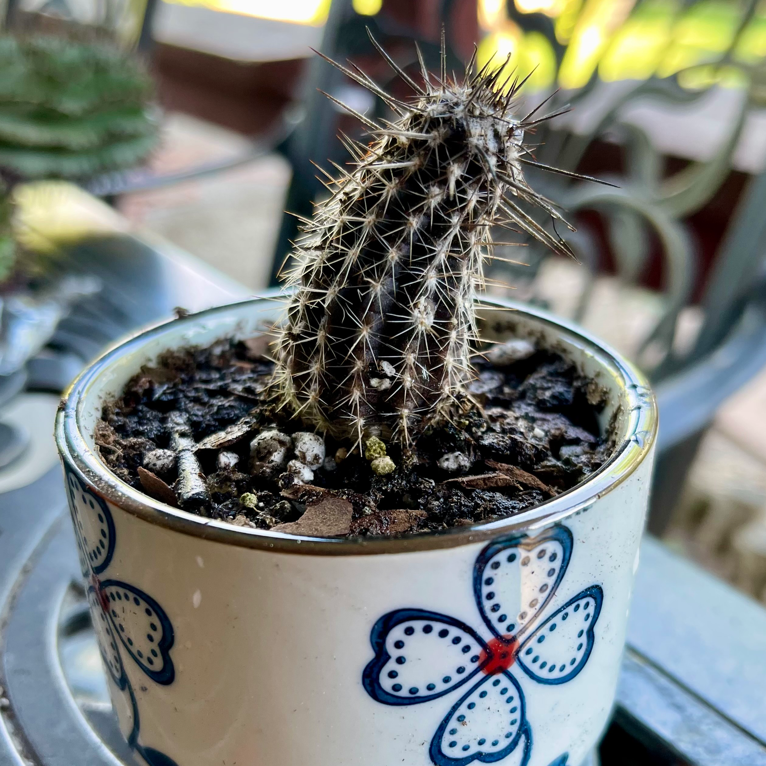 Photo of the plant species Flower of Prayer Cactus by @riverzend named serena on Greg, the plant care app