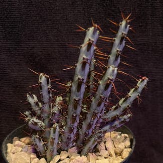 Miniature Saguaro plant in Aurora, Colorado