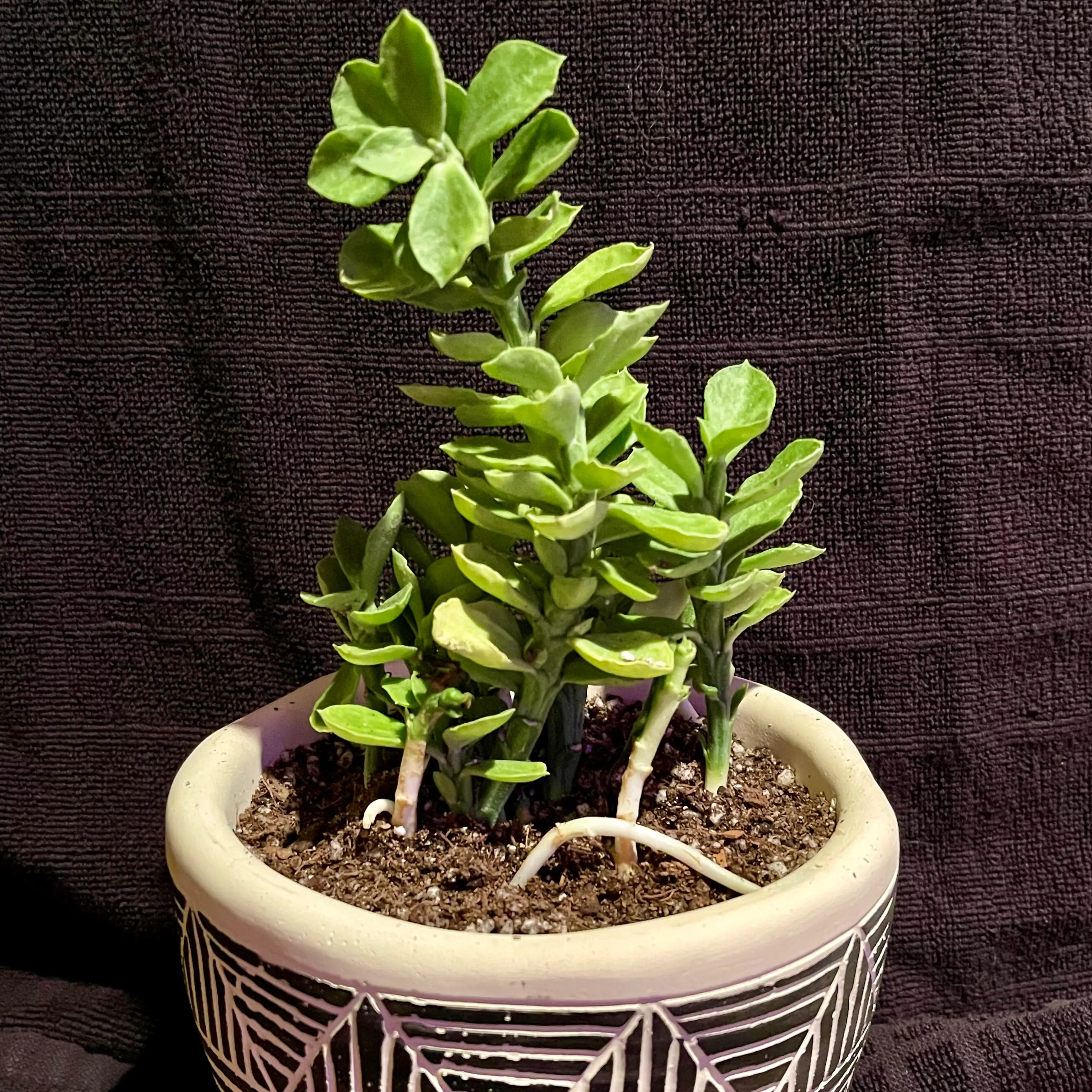 Photo of the plant species Monadenium Rhizophora by @riverzend named rizzo on Greg, the plant care app