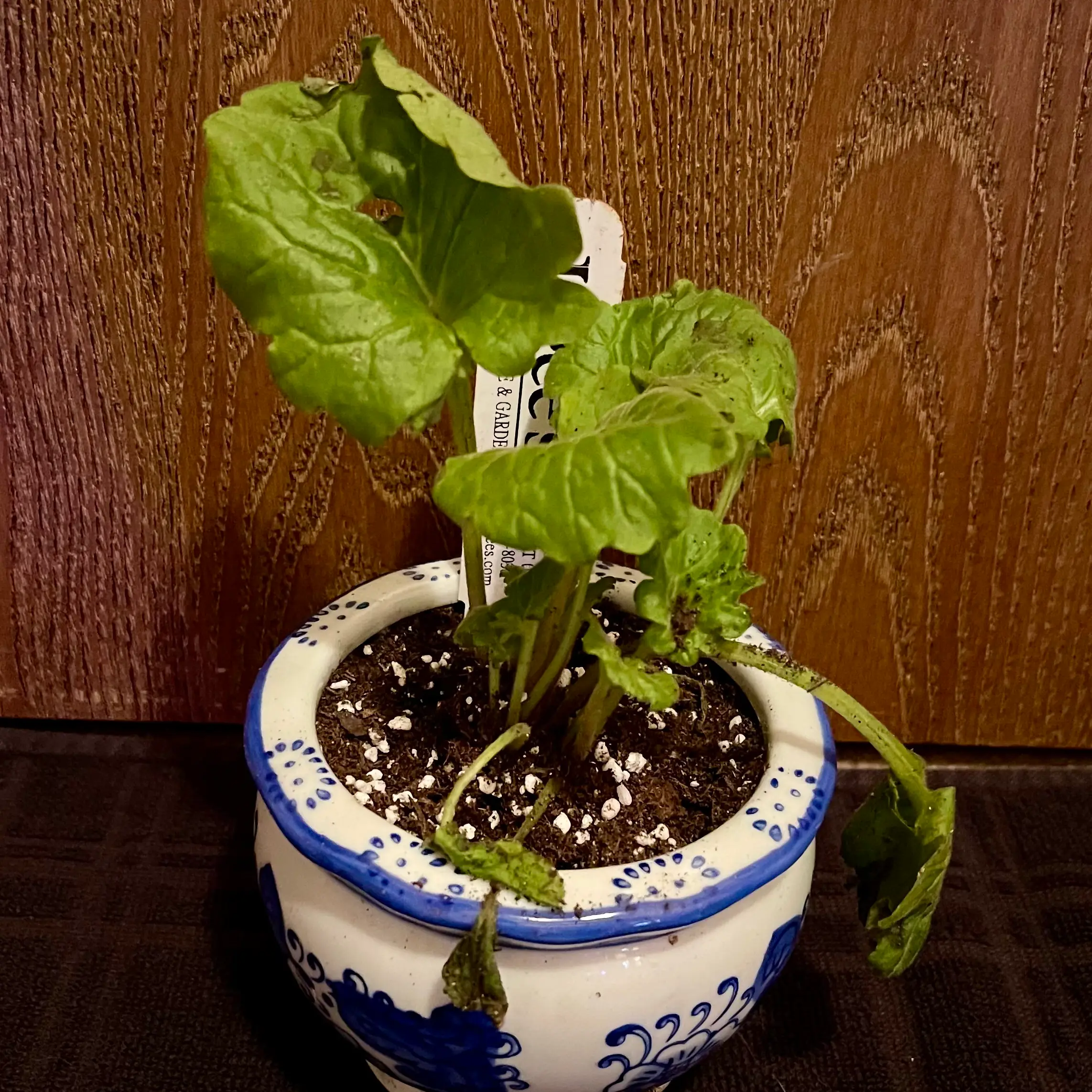 Photo of the plant species Primulina tabacum by @riverzend named tabitha on Greg, the plant care app