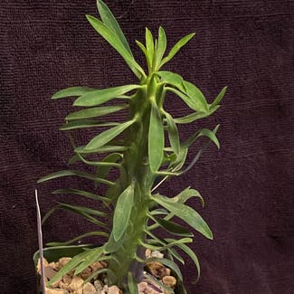 Euphorbia loricata plant in Aurora, Colorado