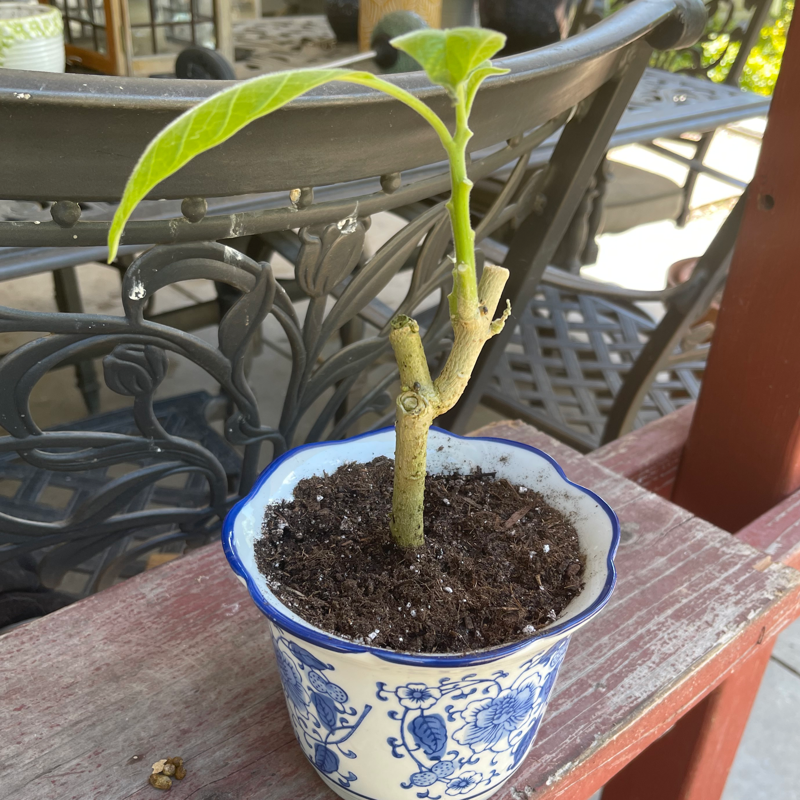 Plant care for Calibrachoa 'Superbells Double Smitten Pink' on Greg, the plant care app