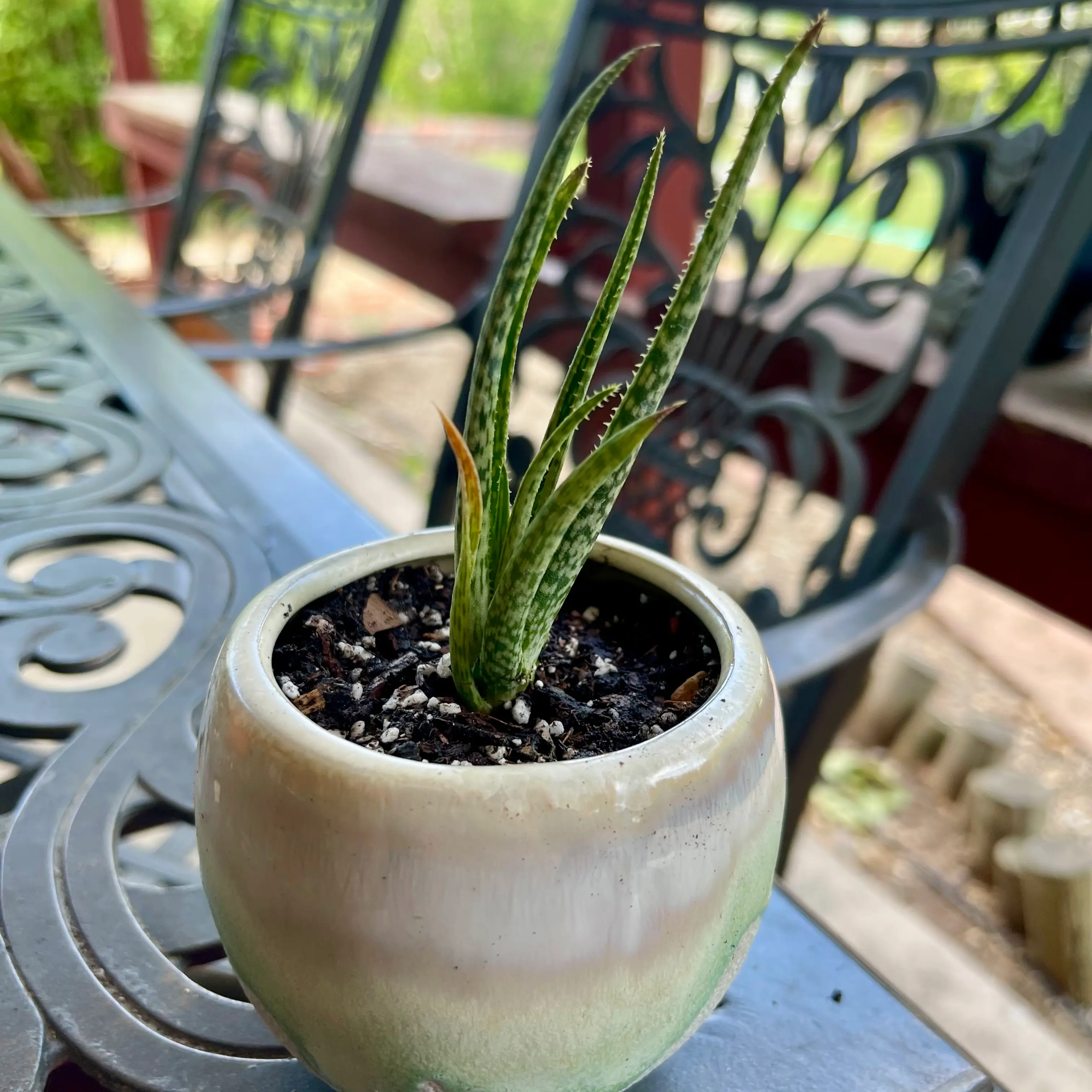 Photo of the plant species Aloe bellatula by @riverzend named belle on Greg, the plant care app