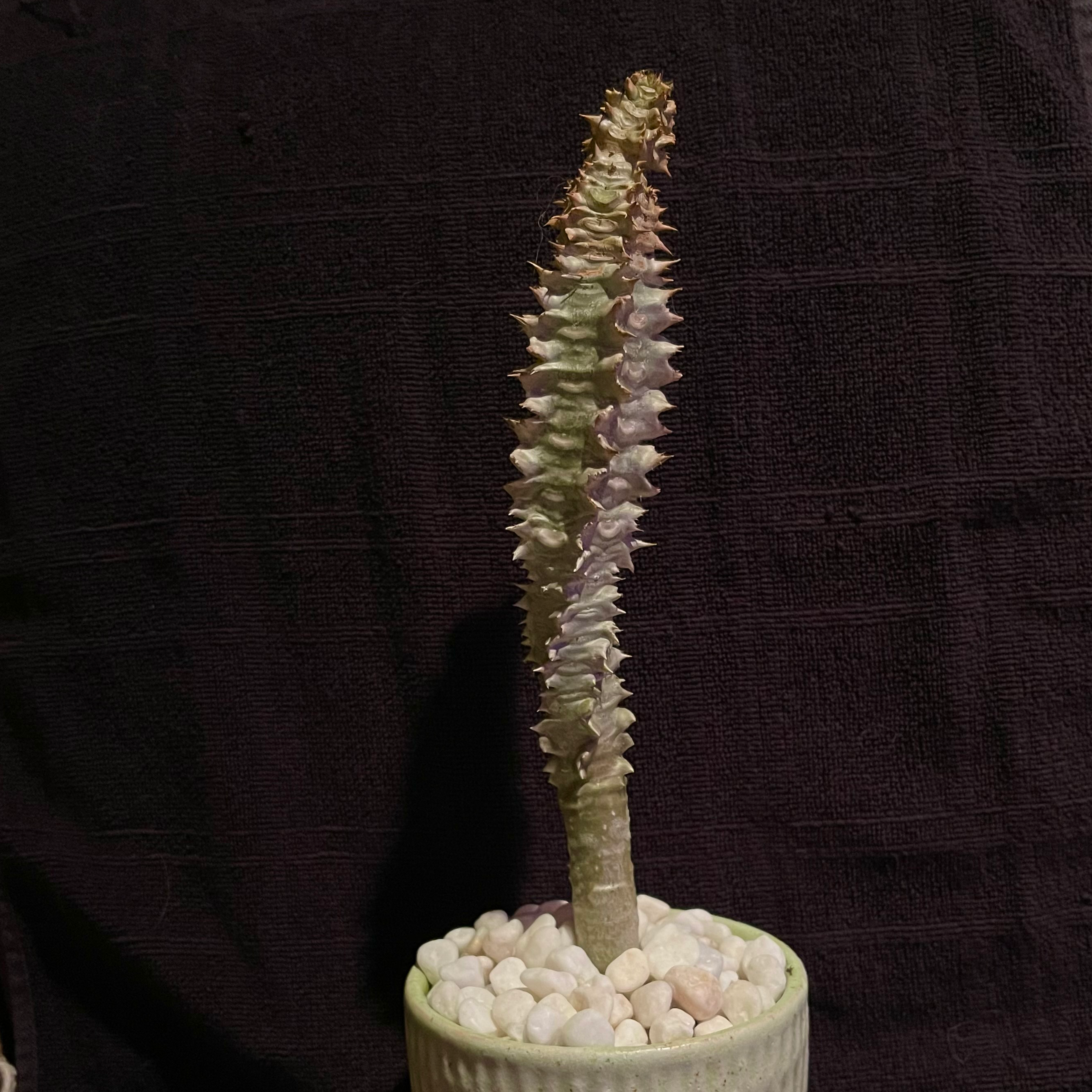 Photo of the plant species Euphorbia Perrieri Elongata by @riverzend named evinrude on Greg, the plant care app