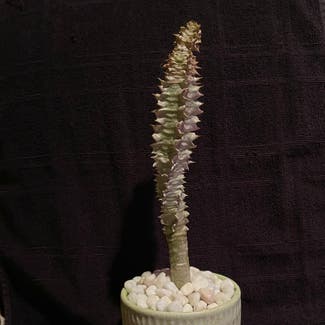 Euphorbia Perrieri Elongata plant in Aurora, Colorado