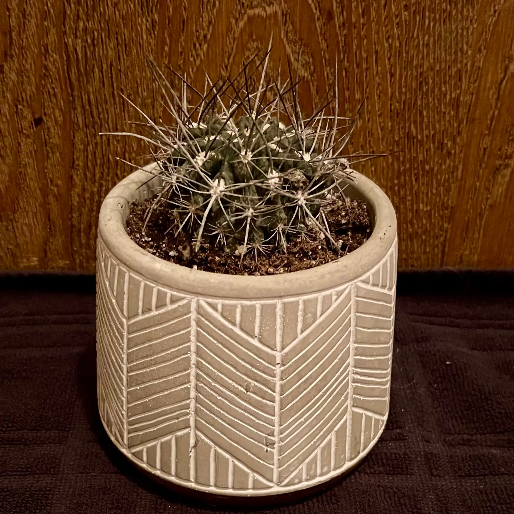 Photo of the plant species Neochilenia cachytaensis by @riverzend named cedric on Greg, the plant care app