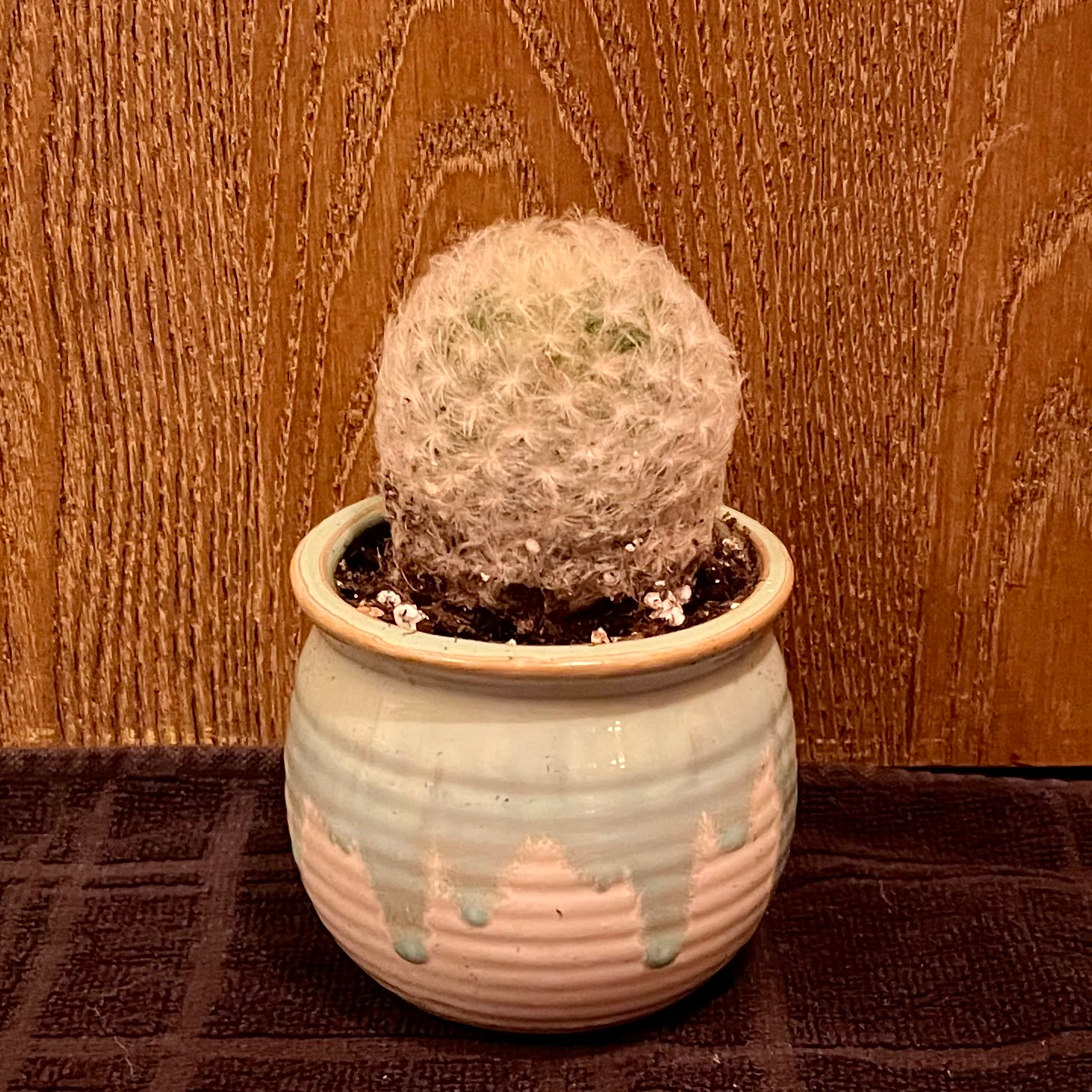 Feather Cactus in a ceramic pot against a wooden background.