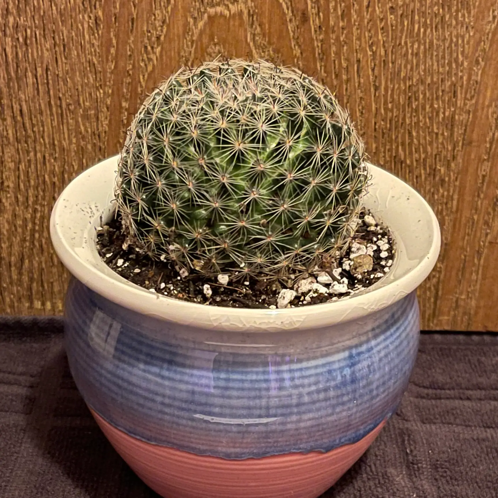 Photo of the plant species cactus by @riverzend named ozzy on Greg, the plant care app